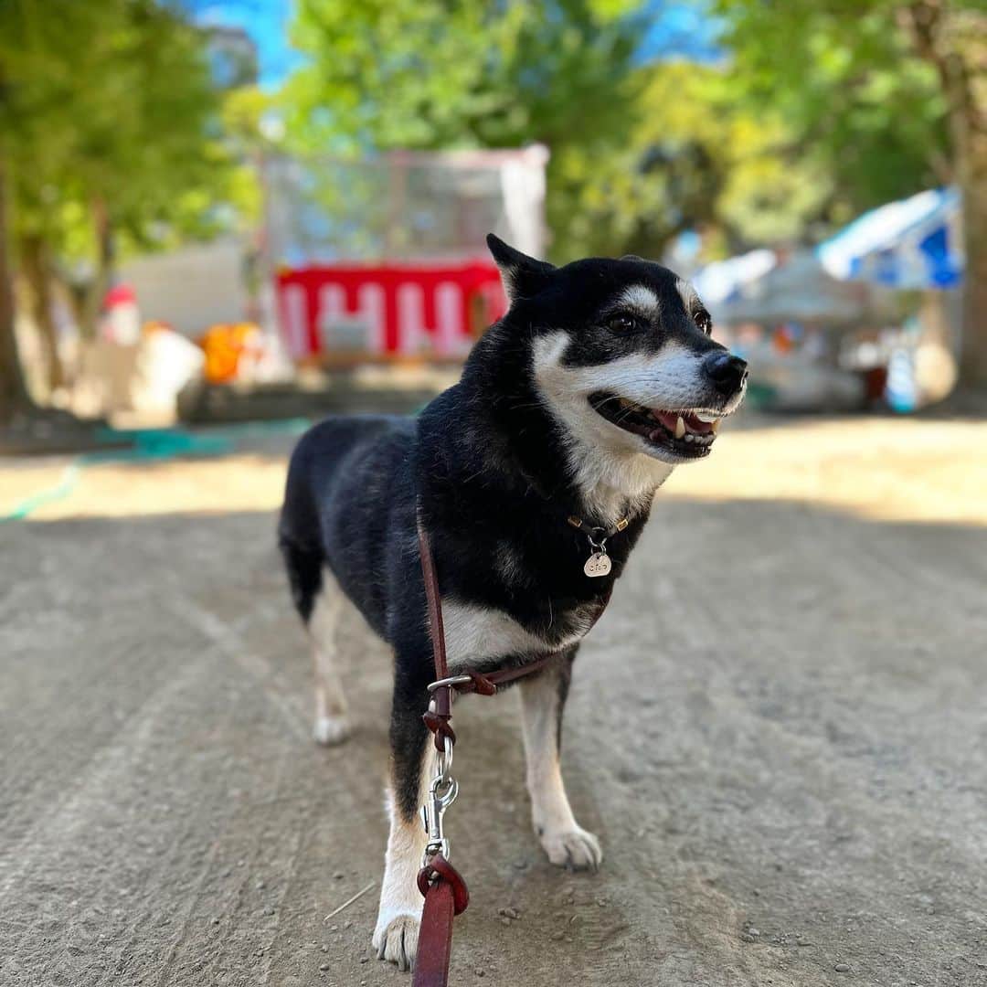 vo_coのインスタグラム：「🐾 公園は週末のお祭りの準備中 灼熱の中、あの人混みには行きたくないな…笑 ＊ #shibastagram #instashiba #shiba #shibainu #黒柴 #柴犬」
