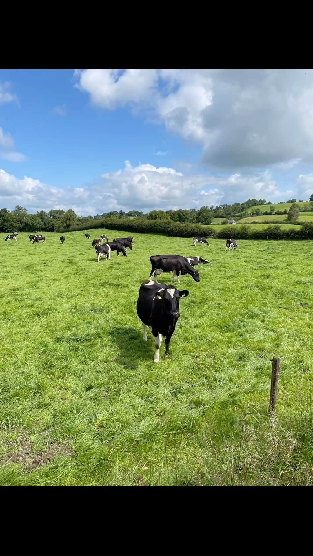 Candlewick Co., Ltd.のインスタグラム：「そして今回のアイルランド視察のハイライトとなったのは、酪農家訪問でした。 アイルランドには17,000以上の酪農家があり、私たちが訪れたキリンカーは、アイルランドから1時間半の郊外にある2番目に乳製品生産量が多い地域。自然が好きな私はこの日を楽しみにしてました！国土の85%が緑地というのが納得ののどかで美しい緑の丘の風景が広がっています。   アイルランドの農家はそのほとんどが家族経営、放牧飼育。訪れたアランさんの農家も4世代受け継がれる放牧飼育の農家。 とにかく衛生的で綺麗に管理されている様子に驚きました。 また、一年に一度一匹しか出産をさせず、搾乳は午前と午後に１回ずつだけ。 炭素をより吸収するシロツメグサを植え、有機肥料（牛糞）が陽に当たり炭素発生するのを防ぐため土の表面に撒くのではなく、地中に埋め込むように散布する特殊な機械を活用しています。 サステナビリティ、動物福祉、ストレスのない効率的な酪農を目指し、日々研究と投資を重ねながら農場を営んでいる様子に強い関心と感動を覚えました。 実際に放牧飼育の芝生を訪れると、牛は人間を怖がるどころか興味津々に寄ってきて、日頃からアランさん家族が愛情をもって飼育しているからなのだと感じました。   アランさんの言葉で印象に残ったのは、 Farming for us is not just job it’s hobby and lifestyle   その言葉からも酪農をただの仕事ではなく、自然や牛たちと共生しながら丁寧に生きていることが 代々受け継がれる酪農の秘訣なのだと思いました。 私たちが伝えるべきメッセージを、自分の目で実際に体験できた事は今後の活動に向けた大きな財産となりました。   アイリッシュグラスフェッドバターやチーズは日本でも成城石井などで見かける事ができます。ぜひ見かけた際はお手に取ってみてください。 https://irishfood.jp/dairy/  #キャンドルウィック #広報 #マーケティング #サステナブルPR #コミュニケーションデザイン #サステナビリティ #アイルランド #酪農 #牧場 #田舎 #自然 #風景 #ヨーロッパ #グラスフェッドバター #グラスフェッドチーズ #candlewickpr #tokyopr #communicationdesign #sustainablePR #branding #marketing #farming #AgricultureTechnology #sustainability #Ireland #farm #Kilinkere」