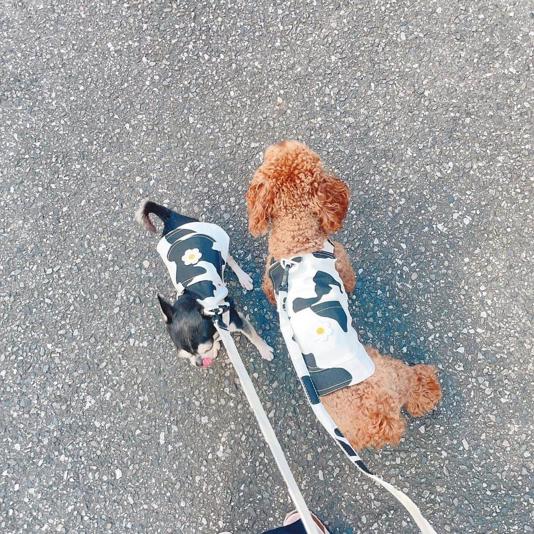 薄井美樹さんのインスタグラム写真 - (薄井美樹Instagram)「． 新しいお洋服🐶💕 可愛すぎる！！」8月3日 10時22分 - mikiusui_211