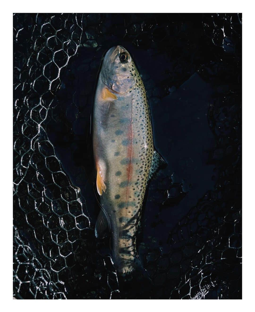 花楓のインスタグラム：「魚に好かれた日🦭🎣  ネイティブエリアで釣れた 喜びったら🦭😭🔥✨  永遠にキャストしていたい。  #私の夏🦭 #日本の夏」