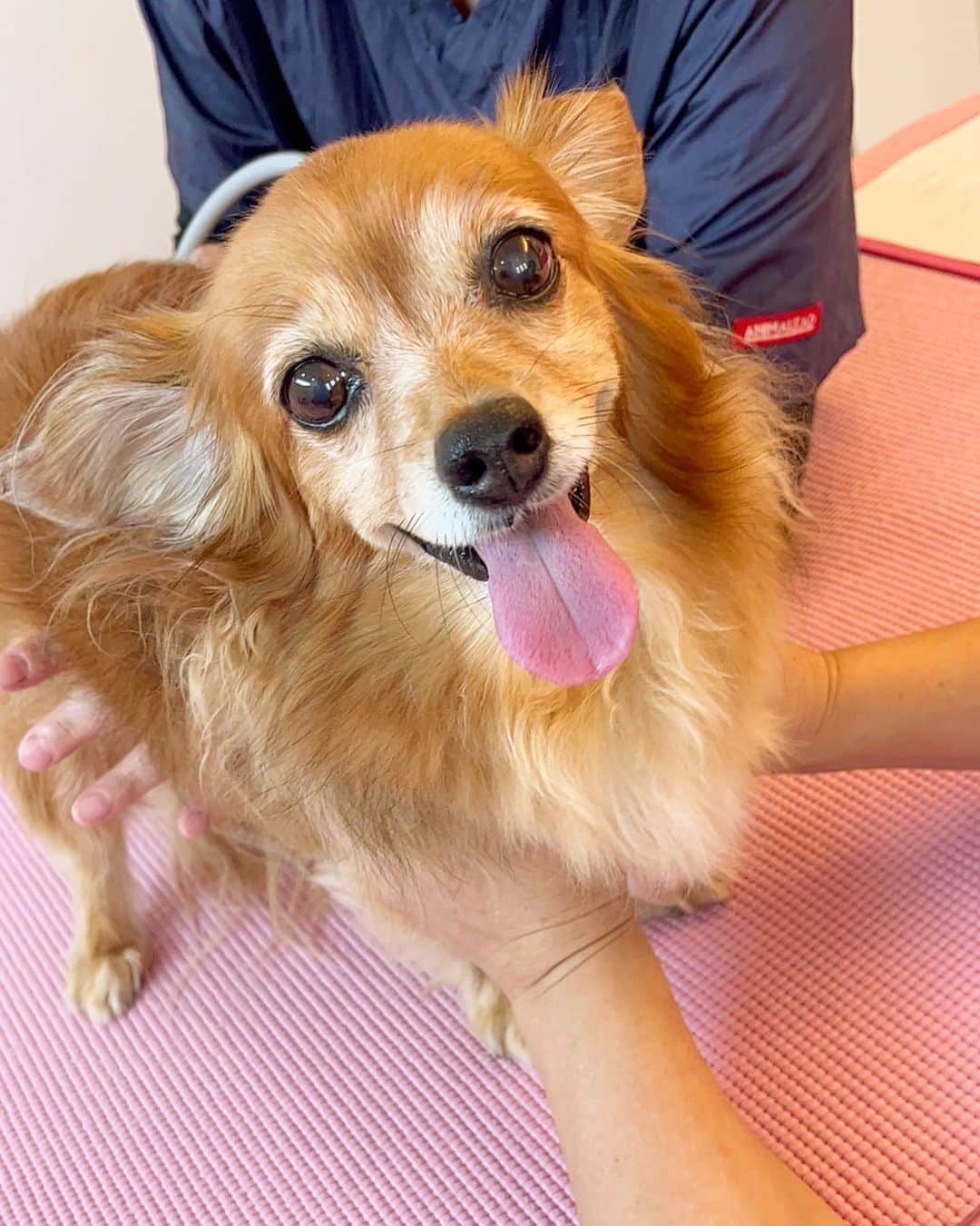 大石ほのかのインスタグラム：「わんちゃんの整体に行ってきました♡🐶  今回は筋膜リリースをしてもらいましたっ！🧡  皮膚が全体的にかたく張っていたのをほぐしてもらい、 before写真２枚目 →after写真6枚目7枚目が凄かったです！😳👏  15歳のここなさん 元気だと思ってたけどもしかしたらちょっと体辛かったのかも💦 本当に皮膚が柔らかくなって、足も広がってたのが内になって軽くなったみたいです🤭💛  よかったねここなさん♪ またよろしくお願いします♪   #筋膜リリース #犬  #グラシアス清田」
