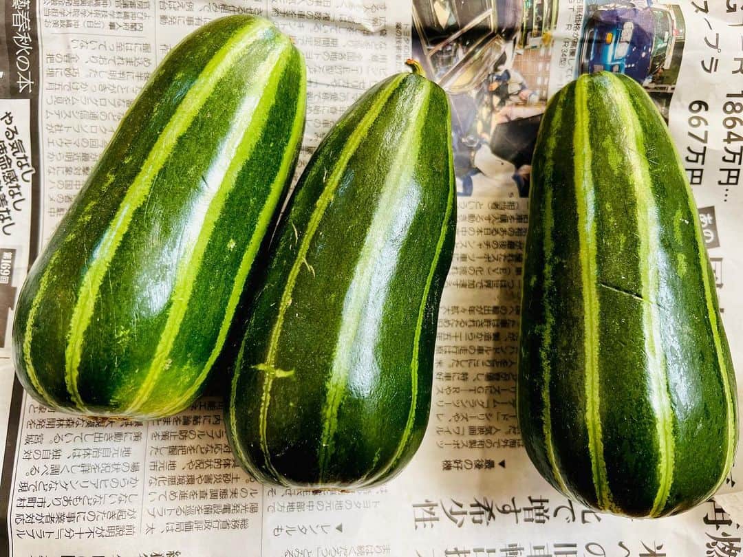 のインスタグラム：「たくさん野菜をいただいた中に#しまうり✨😳  浅漬けやら、他の野菜とキムチで和えたり、煮たり。  #だいたい緑 赤っぽいのいれるの忘れたけど、全部美味しい😊  母は#アシタバ が気になったようで、何回も 「これなんだっけ？」と聞くので  「あ〜」とヒントを出してみた。  「あ〜？」と母。  「し〜」と私。  「あー、はいはい、あし、、フフフなんだっけ」  「あした〜」  「はい！出ました！つるむらさきです！」  違います。ヒント使ってよ。、、それよく出たね。  野菜をモリモリ食べる母は珍しいので、良かった✨☺️  #ほぼいただきもの #ありがたすぎる」