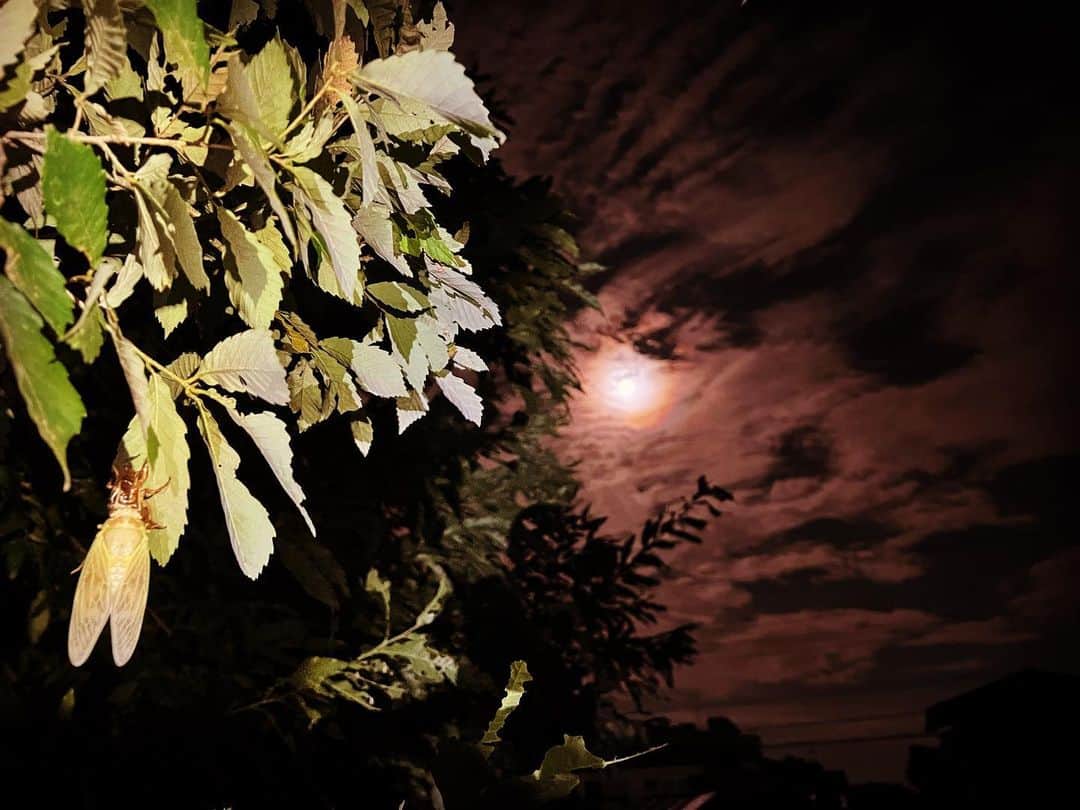 諸星伸一のインスタグラム：「⭐️カブトルギーニ②⭐️  深夜の蝉を撮ってたけど 月明かりの神秘的な夜空が なんとなく俺の顔に見えるのはここだけの話🌝  #lamborghini #ランボルギーニ #morohoshi #諸星伸一 #fightingstar #ファイティングスター #fsbk #世界最強モロックマ #世界最強諸星一家 #諸星一家 #powercraft  #lexani #lexanijapan #rockford #tokyo #japan  しかも顔面麻痺的な、、🥴」