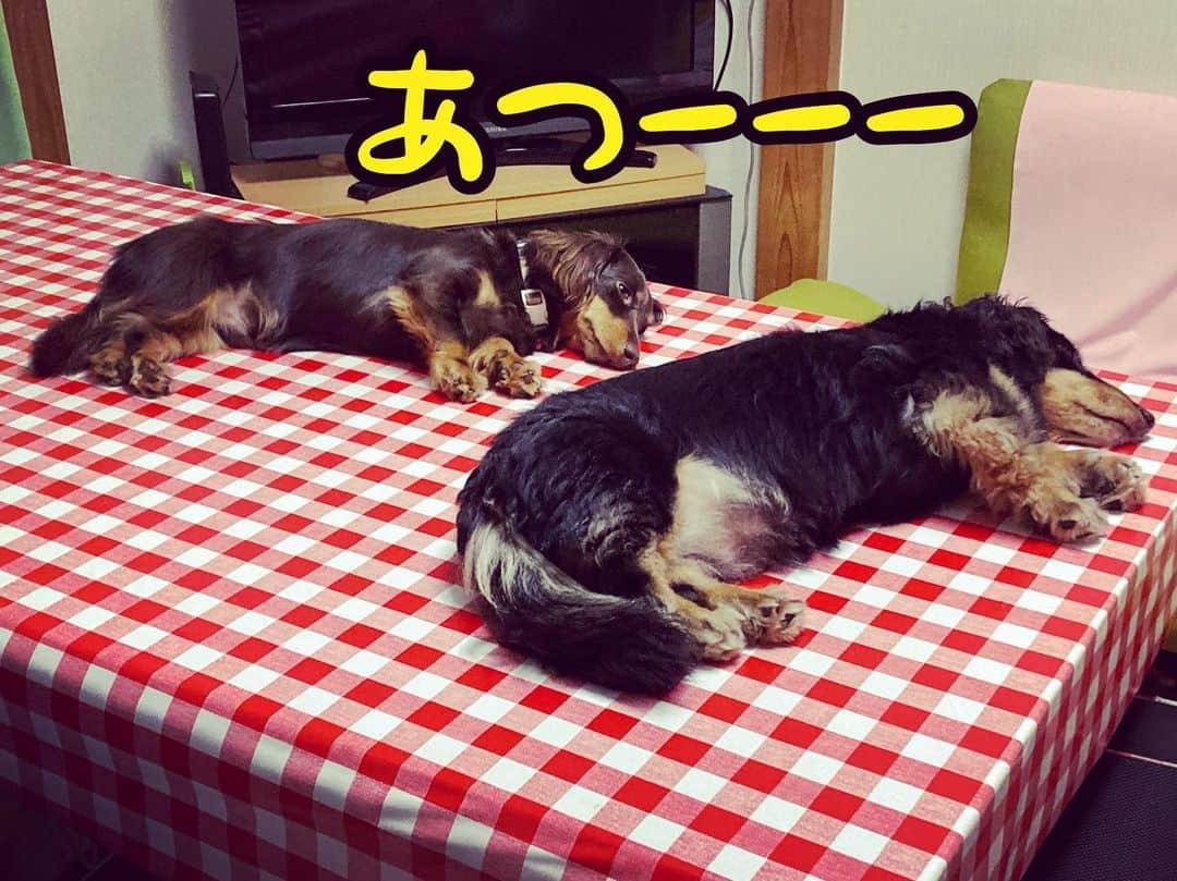 のインスタグラム：「今日も酷暑。ママは15:40から品川で打ち合わせ。行きたくない。#溶けるイッヌ#溶ける化粧#メルロコ一家の横須賀ストーリー」