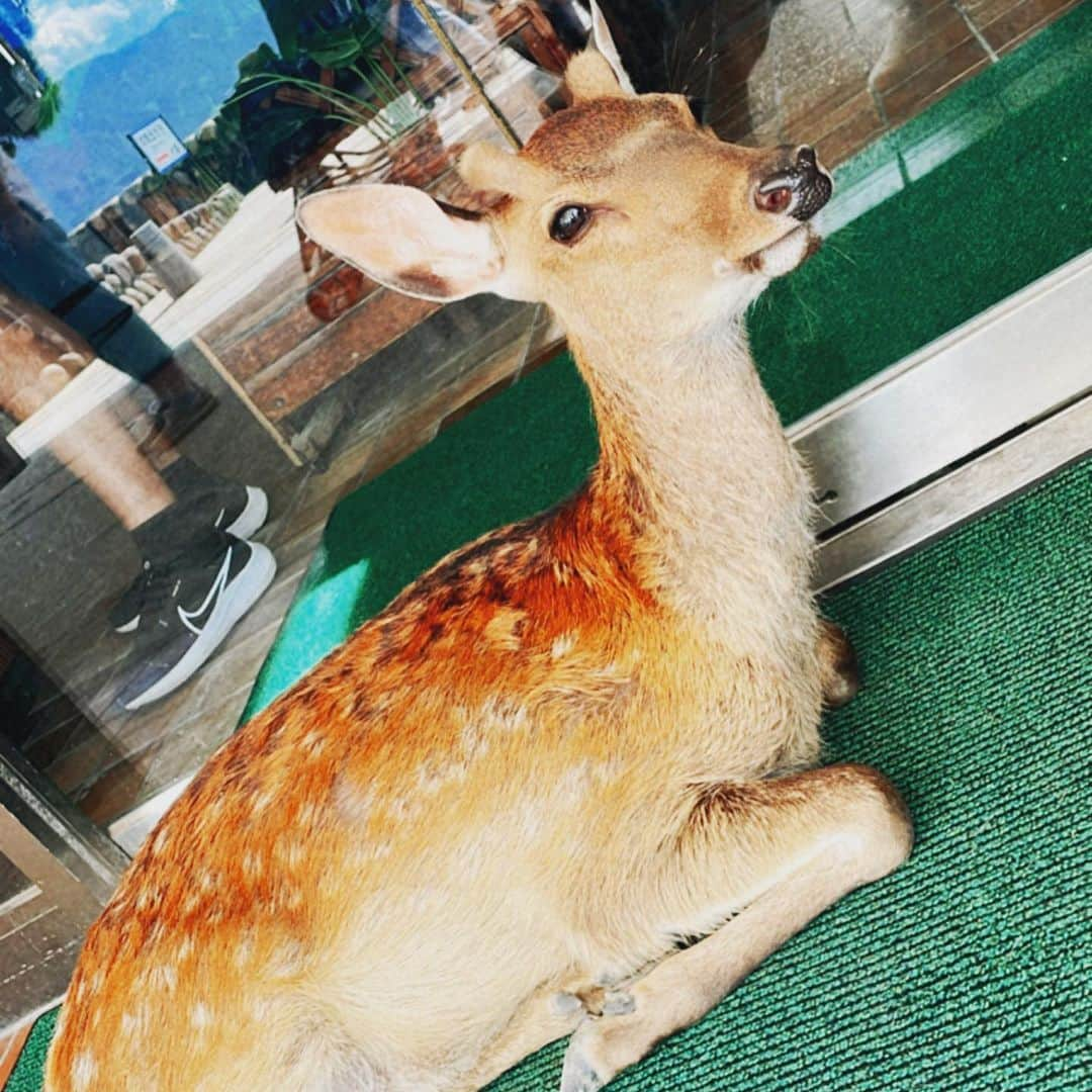 小澤マリアさんのインスタグラム写真 - (小澤マリアInstagram)「Japan is too beautiful to be real🦌⛩️  #hiroshima #deer #shrine #deers #miyajima #miyajimaisland #japan #japanlife #nature #pr #pontathedog #travel #model #onlyinjapan #mariaozawa #influencer #investinyourself #小澤マリア #インフルエンサー #広島 #宮島 #宮島観光 #あなごめし #牡蠣 #広島風お好み焼き」8月3日 15時11分 - maria.ozawa0108