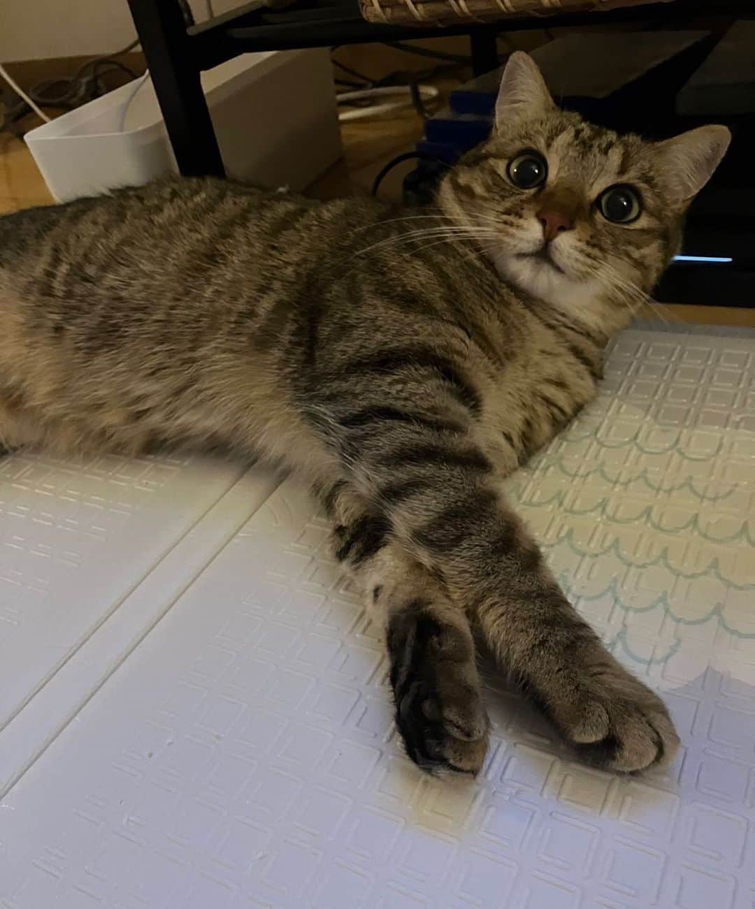 Megu のインスタグラム：「ろろちゃん2歳🐈✨ （お誕生日は６月６日） 今日もゴロゴロ〜 のびのび〜  #ねこ #ねこすたぐらむ  #ねこのいる生活 #保護猫  #ろろの日記」