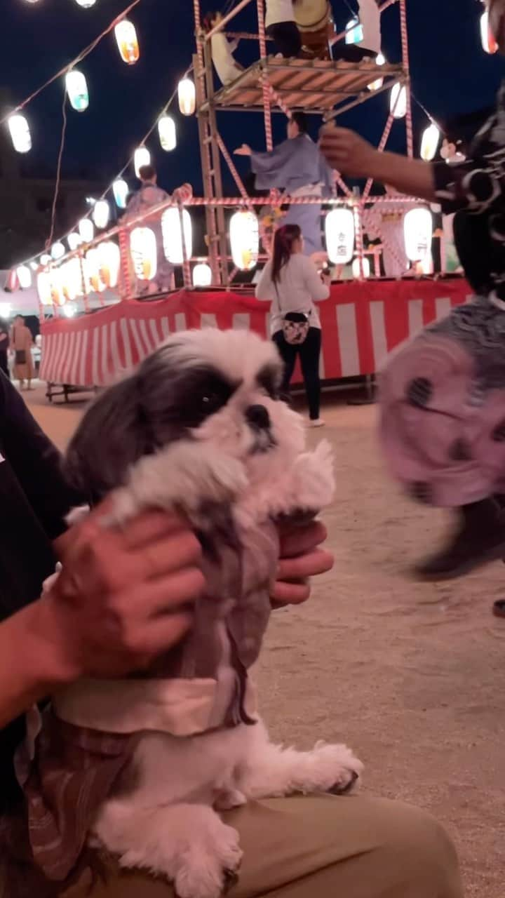 いくらのインスタグラム：「Bon Odori is the Japanese traditional folk dance performed in the evenings during the Bon season.🕺🇯🇵 ・ 近所の盆踊りに参加してきたよ🤩🫶 ・ ・ #shizthu #シーズー #dogsofinstagram #dog #shihtzu #犬 #shizthulovers #cute #シーズー犬 #犬のいる暮らし #シーズー男の子 #dogstagram #シーズー大好き #いぬすたぐらむ #シーズー大好き部 #わんすたぐらむ #愛犬 #ふわもこ部 #shihtzugram #いぬバカ部 #cutedogs #shihtzulovers #犬の動画 #動画 #盆踊り」