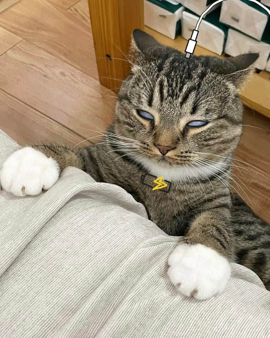 Aww Clubのインスタグラム