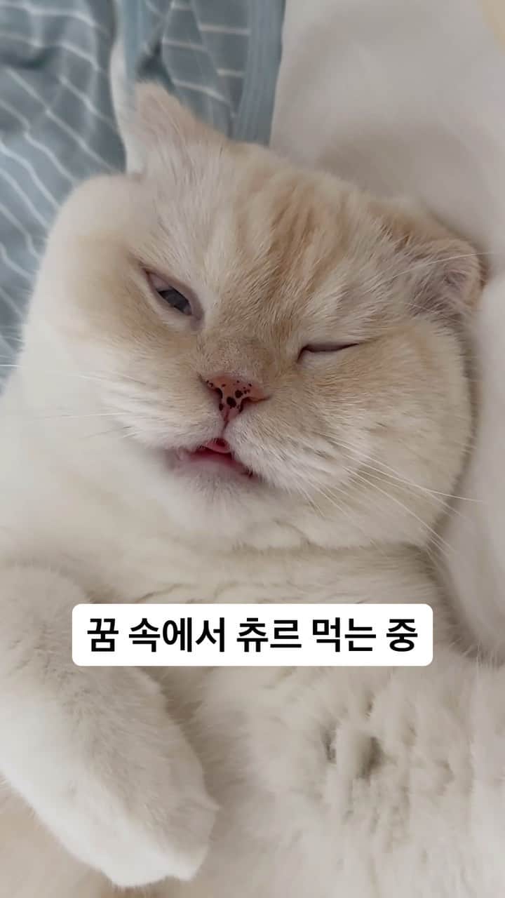のインスタグラム：「츄르 맛있니,,? (꿈꾸는 중입니다ㅋㅋㅋㅋ)  #순무 #SoonMoo」