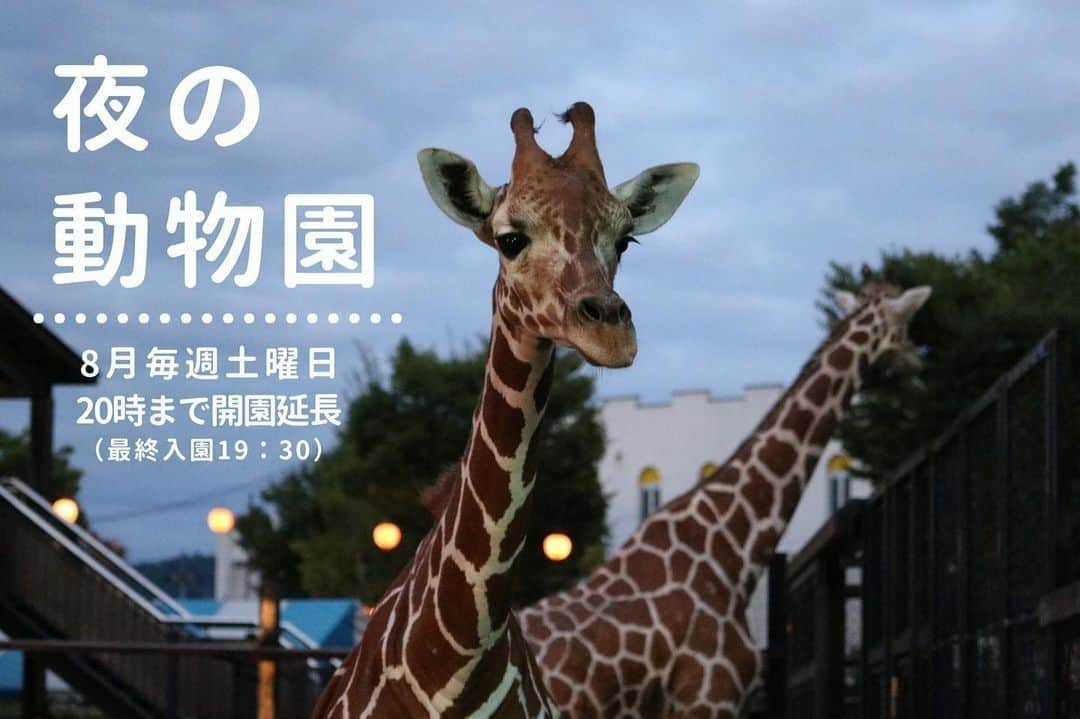 福山市【公式】のインスタグラム：「. 【夜の動物たちに会いに行こう】 福山市立動物園では、８月の毎週土曜日に「夜の動物園」を開催！ 開園時間を２０時まで延長します🌙 普段は見られない、動物たちの夜の姿が見られるかも👀 夜の涼しい動物園で、動物たちの様子をお楽しみください🙌 首をなが～くして、来園お待ちしています😊  開催日：8月の毎週土曜日（5日・12日・19日・26日） 開園時間：9時～20時まで（最終入園19：30まで）  #福山市　#福山　#広島県　#広島　#福山市立動物園　#動物園　#動物　#fukuyamazoo　#zoo　#夜の動物園」