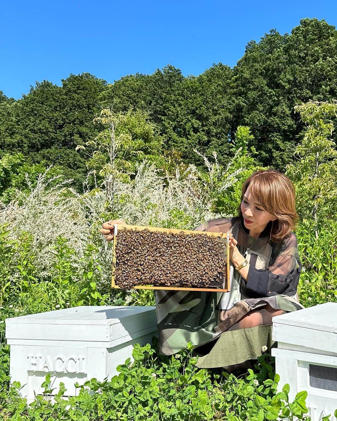 HACCI officialさんのインスタグラム写真 - (HACCI officialInstagram)「今日8月3日は、『ハチミツの日』🍯🐝✨  私たちの暮らしを豊かにしてくれる、 ミツバチたちに感謝を込めて…✨  暑い日が続くこの頃、気候変動の影響はミツバチたちにも及んでいると言われています。HACCIはミツバチたちがこれからも幸せに暮らしていくことを強く望み、ミツバチたちの楽園をつくりました。  『もしハチがいなくなってしまったら、人類はあと数年しか生き延びることがでないだろう』アルバート・アインシュタインの有名な言葉があります✨ 　 ハチミツの力で免疫力を上げて、暑い夏も元気に乗り切りましょう❤︎  #HACCI#はちみつ美容#はちみつコスメ#蜂蜜#蜜蜂#ハチミツの日#ミツバチ#bee#beekeeping#beefarm#honeybee#honeybees#honeycosmetics#sdgs」8月3日 17時23分 - hacci_official
