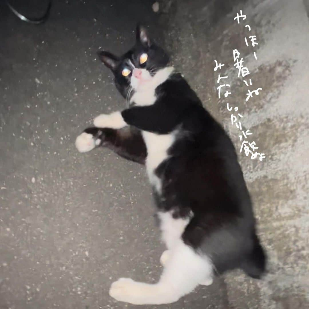 にしなさんのインスタグラム写真 - (にしなInstagram)「. =^._.^= mizunomeyo」8月3日 17時48分 - 247nishina247