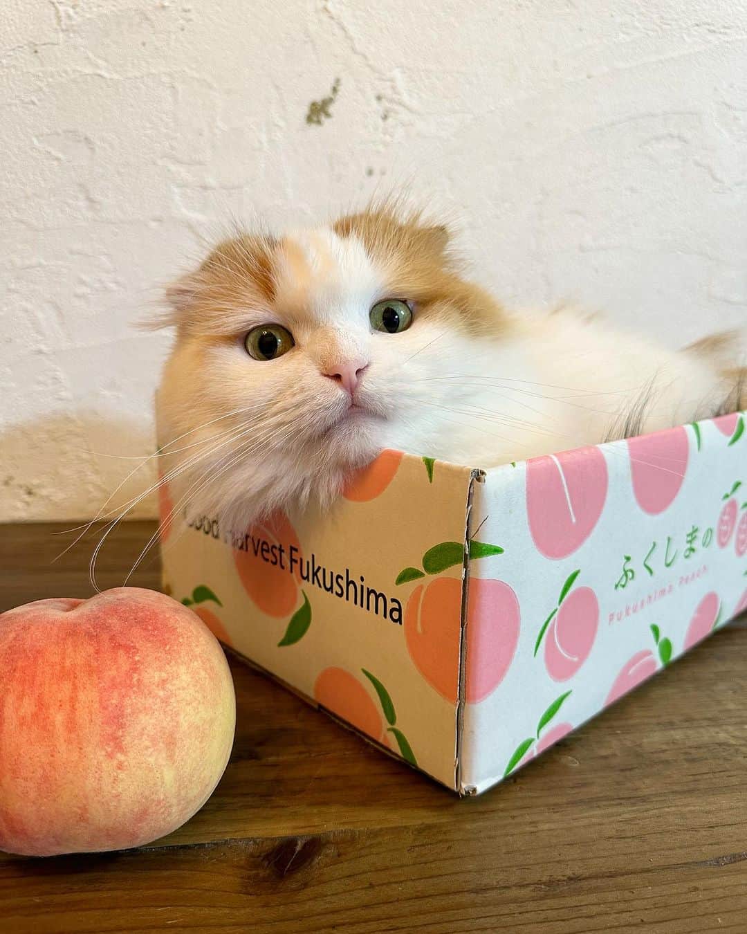 yayoi89のインスタグラム：「peach 🍑 Ikurachan 🐹  桃の箱が大人気 みんな入ってるけど やっぱりピンクの🍑は イクラちゃんが似合う💗  #weeklyfluff #peach #kawaii #scottishfold #catsofinstagram #catlovers #adorable #catoftheday #cat #meowed #9gag  #ふわもこ部 #かわいい #桃 #ねこ #ねこすたぐらむ #スコティッシュフォールド #にゃんこ #猫のいる暮らし #猫のいる生活」
