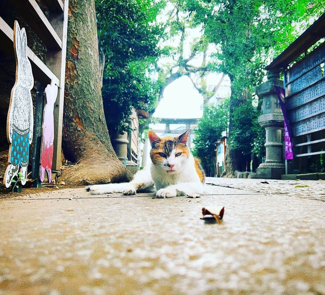 酒井健太さんのインスタグラム写真 - (酒井健太Instagram)「猫  #にゃ」8月3日 18時14分 - kenta_sakai