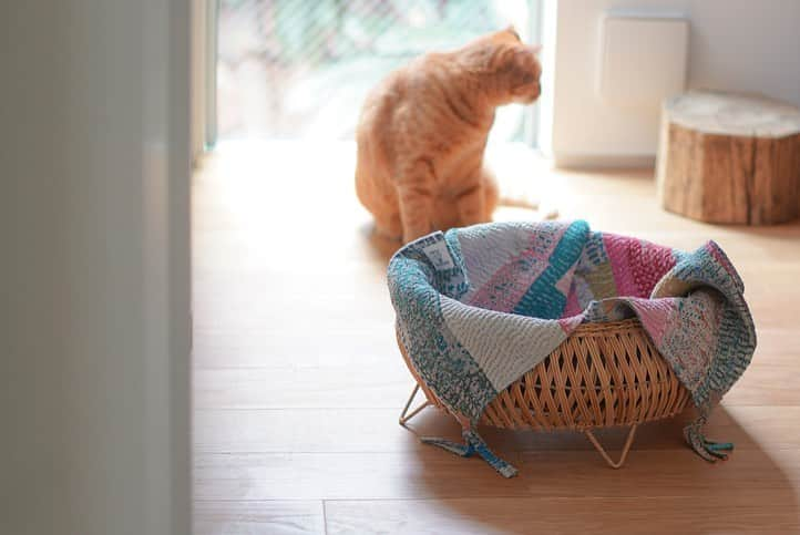 オルネ ド フォイユさんのインスタグラム写真 - (オルネ ド フォイユInstagram)「. 夏も風通しのいい、ラタンの猫ベッドが再入荷🎐🐾  ●明日 4日(金) 18:00頃の販売開始です。  取り外し可能な底部分まで、細めのラタンで しっかり丁寧に編み込まれたバスケット状の まあるいネコベッド◎🐈  ふちどりの装飾や繊細な網目が可愛らしく、 ナチュラルな素材感が お部屋にしっくり馴染んでくれます。  お好みに合わせてクッションやマット、 ブランケットなどを敷いてあげれば 包まれる感覚が好きな猫ちゃんにぴったりの お気に入りのスポットに。  グリーンの鉢を置いたり小物入れにしたりと インテリア用品としても、 色々な使い方ができる嬉しいアイテムです🌱  . 商品名：オルネコ オリジナル・スタンドバスケット  ———————————————  ●商品詳細はプロフィールのリンクからご確認ください。 👉@ornedefeuilles  ※検索画面で「スタンドバスケット」でチェック🔎  ※オンラインショップと不動前店の取扱い商品は異なります。  ———————————————  ●オンラインショップは 8/11（金） 〜8/15（火） の期間中、お問い合わせ対応をお休みいたします。  ※8/8(火) までにご注文いただいた商品は、 お休み前 (8/10)までに発送いたします。 （銀行振込決済を除く）  ※夏期休業期間の商品発送スケジュールは、 オンラインショップのトップページより下記URLの 【夏期の休業期間と実店舗の営業について】 をご確認ください。 https://www.ornedefeuilles.com/pages/notice-2308  ———————————————  #オルネコ #orneko #ネコグッズ #ねこグッズ #猫ベッド #バスケット#かご #インテリア雑貨 #暮らしの道具 #リビングインテリア #海外インテリア #リノベーション #livstagrammer #暮らしを楽しむ #心地よい暮らし #丁寧な暮らし #ornedefeuilles #オルネドフォイユ」8月3日 18時17分 - ornedefeuilles