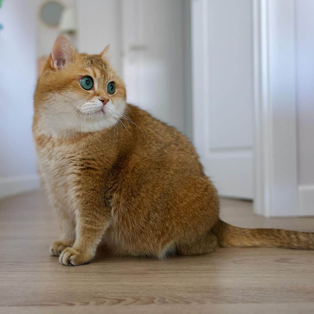 Hosicoのインスタグラム：「What should I do today? 😺」