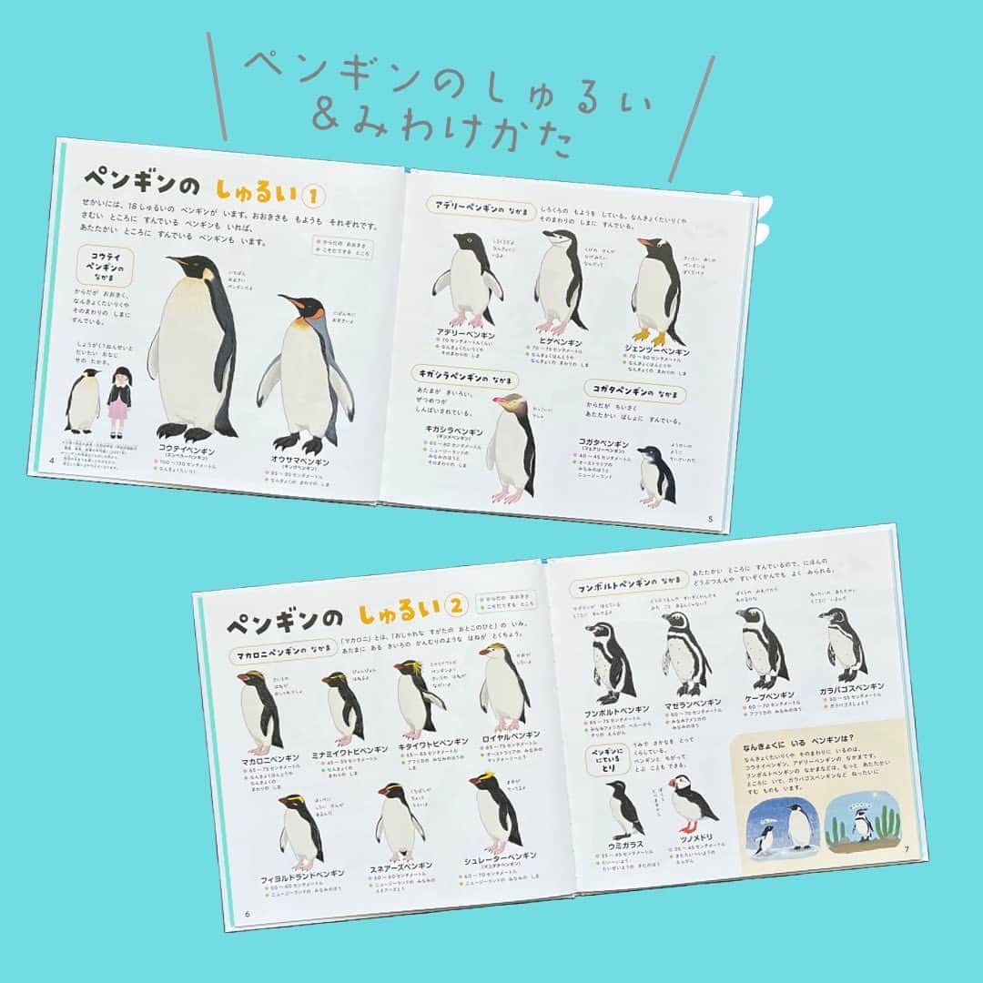 学研ゼミ【公式】さんのインスタグラム写真 - (学研ゼミ【公式】Instagram)「リアルでかわいいペンギンが400わ🐧 ペンギンがもっと好きになる！学研のえほんずかん  一冊まるごとペンギンづくし🐧 イラストで楽しくわかりやすく、 #図鑑 のようにくわしい #学研のえほんずかん 『 #ペンギンのずかん 』。 今年6月の発売以来、おかげさまで大好評です！  リアルかわいい #ペンギン のイラストは ペンギン大好きイラストレーター・ #きゅう さんが手がけました。 ペンギンの愛嬌のあるしぐさや ひなのふわふわ感など #ペンギン好き にたまらないツボがいっぱい😍  監修は動物学者の #今泉忠明 先生、 泳ぐ様子、歩く様子、子育て、 不思議な生態や 実はスゴイ能力まで これ一冊で ペンギン博士になれちゃいます☝️  #夏休み 、 #水族館 や #動物園 で 本物のペンギンに会う機会があったら こちらの『ペンギンのずかん』で 予習・復習してみてください🐧  『学研のえほんずかん ペンギンのずかん』 おすすめの年齢：３歳～６歳 #Gakken #学研の絵本 #絵本 @gakken_ehon」8月3日 19時22分 - gakken_ehon