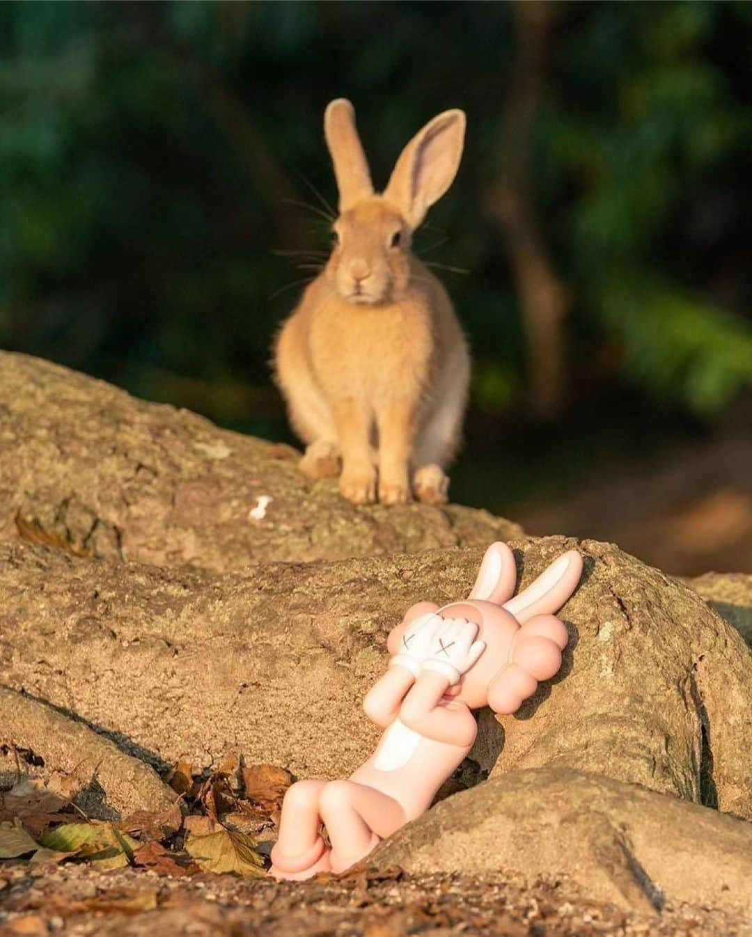 KAWSONEさんのインスタグラム写真 - (KAWSONEInstagram)「Good Morning… Repost from @uta_utako • Happy to see Accomplice on Rabbit Island!  大久野島で相棒と一緒に🐰🐰  @KAWS @ARR.AllRightsReserved @DDTStore #KAWS #KAWSHOLIDAY #AllRightsReserved #DDTStor  #大久野島#うさぎ島#うさぎ写真家#うさぎ写真家uta#rabbitisland#広島#hiroshima」8月3日 19時44分 - kaws