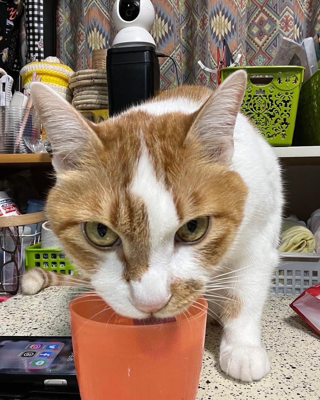 のインスタグラム：「すきを見せない。  #うちの猫ら #猫 #oinari #ねこ #ニャンスタグラム #にゃんすたぐらむ #ねこのきもち #cat #ネコ #catstagram #ネコ部 http://kachimo.exblog.jp」