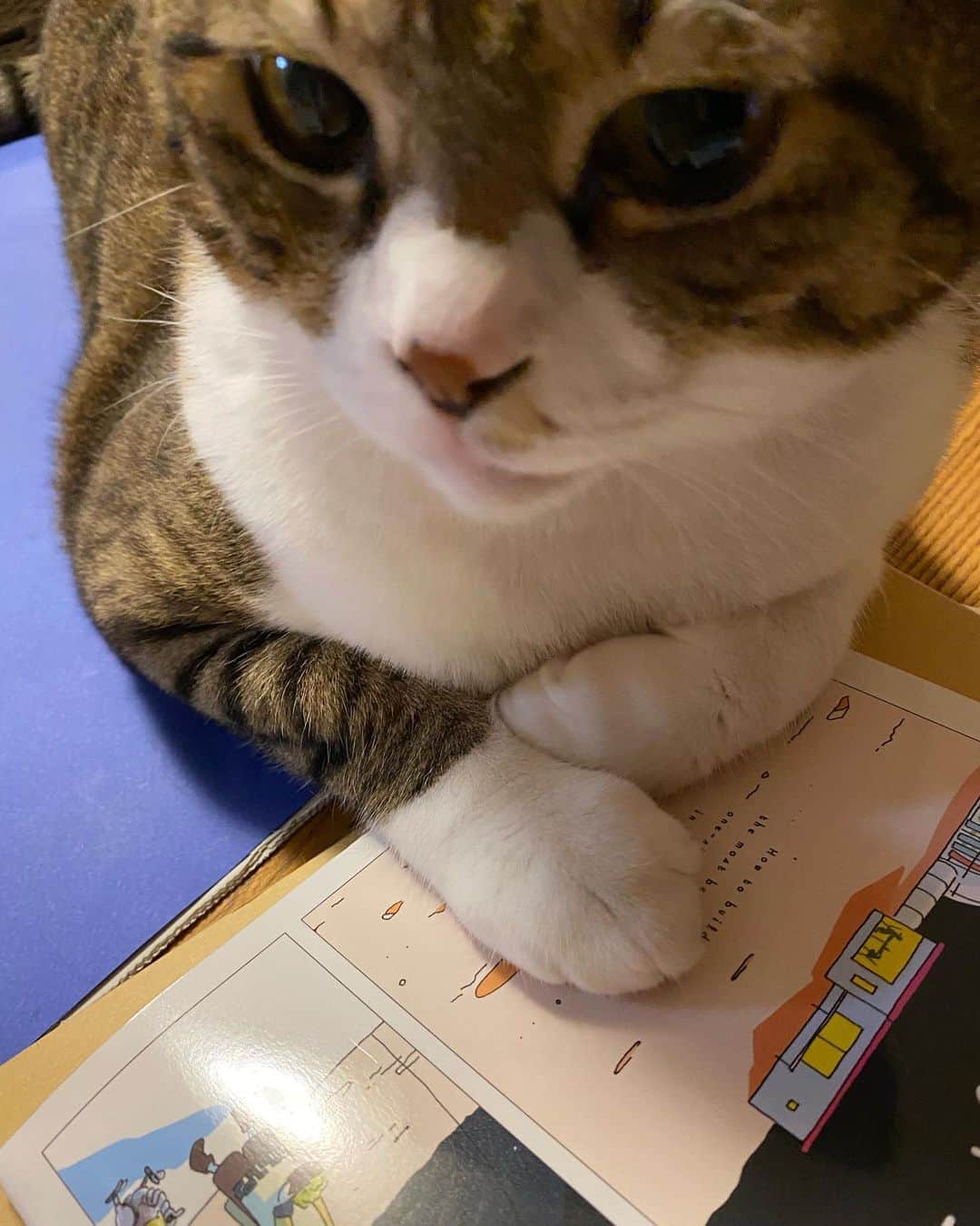 野本かりあのインスタグラム：「猫はどうして、紙の上が好きなのか。 誰か教えてくれい❣️ #lukarly #catsofinstagram #にゃんすたぐらむ #きじしろ」