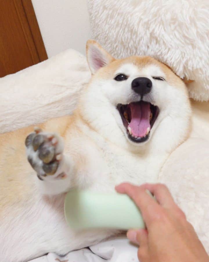 ちゃみのインスタグラム：「お口開けっ放し ブラッシングすると肉球見せてくる笑  ❷パワーー！💪 ❸検査で剃られちゃったとこ丸見え🫣🩷  #柴犬#しばいぬ#犬#癒し#愛犬#shiba#shibainu#dog」