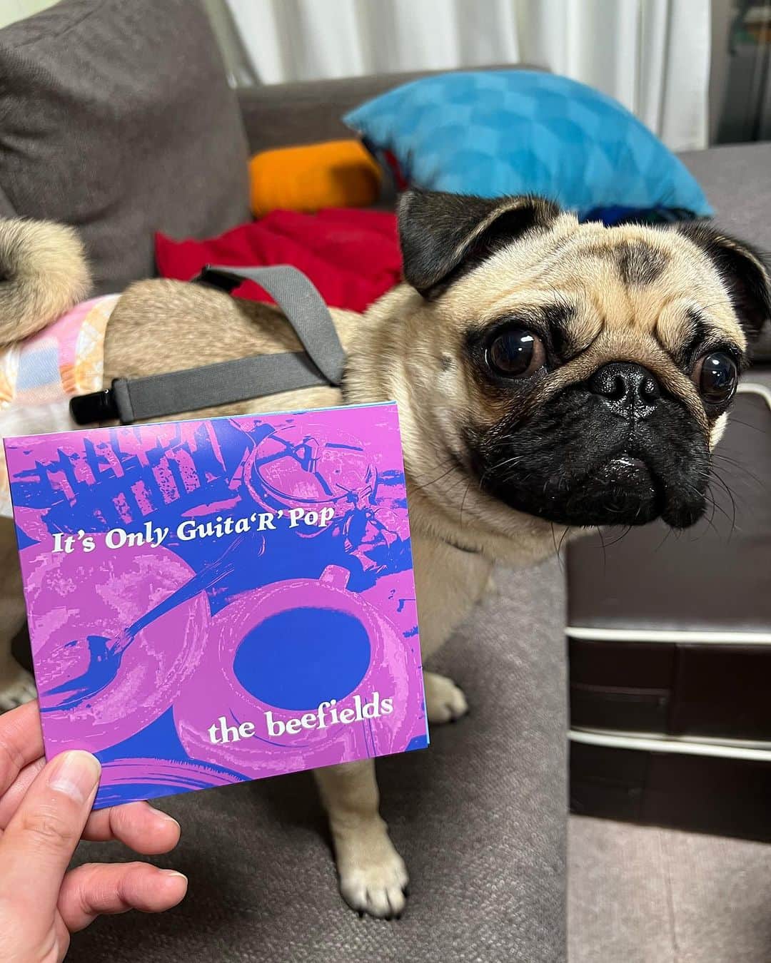 やついいちろうのインスタグラム：「今日のこはだと私  一緒に新しいCDを聴いてる  CD好き  #pug #pugs #puglife #puglove #パグ #パグスタグラム #うちの犬がおじいちゃんになっちゃった」