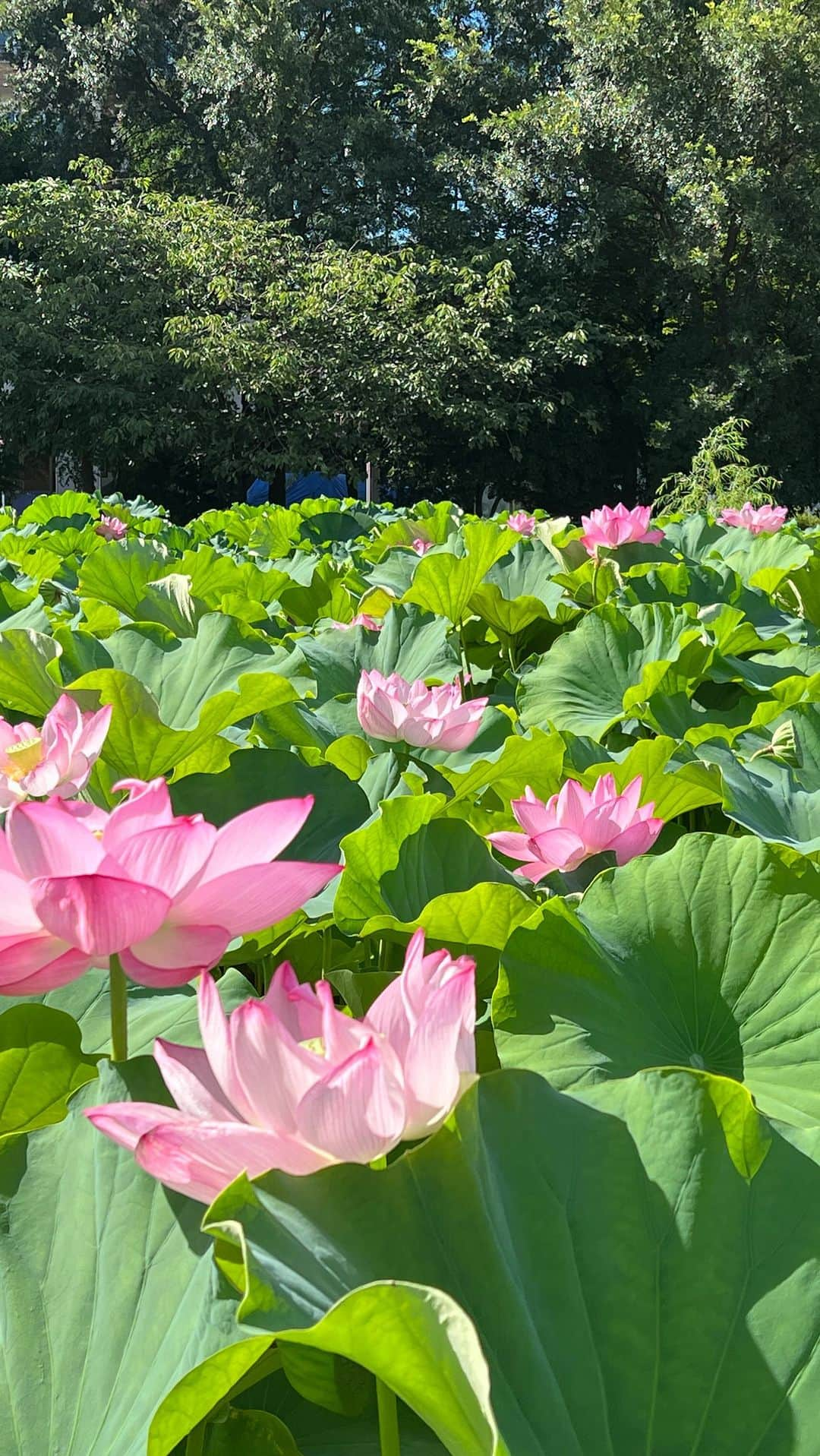 MIHOのインスタグラム：「【瀬戸内姉妹とハスの花】  9時には花が閉じるというハスの花🪷  ということで  7:30集合で不忍池へ  一面が緑とピンクの桃源郷のようでした  あとで、ハスの花が咲くときはポン！って音がきこえるときいて確かめたくてウズウズ🪷  ハスの花は、泥水から生まれながらも、すくっと真っ直ぐに伸び、美しい花を咲かせるそうで 、咲いた花は泥には染まらないんですって  きれいな水ではなく、むしろ泥水の養分を吸ってこそ、大輪の花が咲くのだそうで、その姿から釈迦は、“泥（困難や悲しみ）があればこそ、そこから立ち上がったあとには清らかな大輪の花（人生）があるのだ”と  あさんぽして、コーヒータイムして、お参りして  健やかな1日の始まりでした☺︎  #上野 #不忍の池　 #50代からは褒められて生きていたい #瀬戸内姉妹のつぶやき #名言 #日傘のデカさは美肌に比例するのかどうなのか #朝活 #9時までに行くのがオススメ」