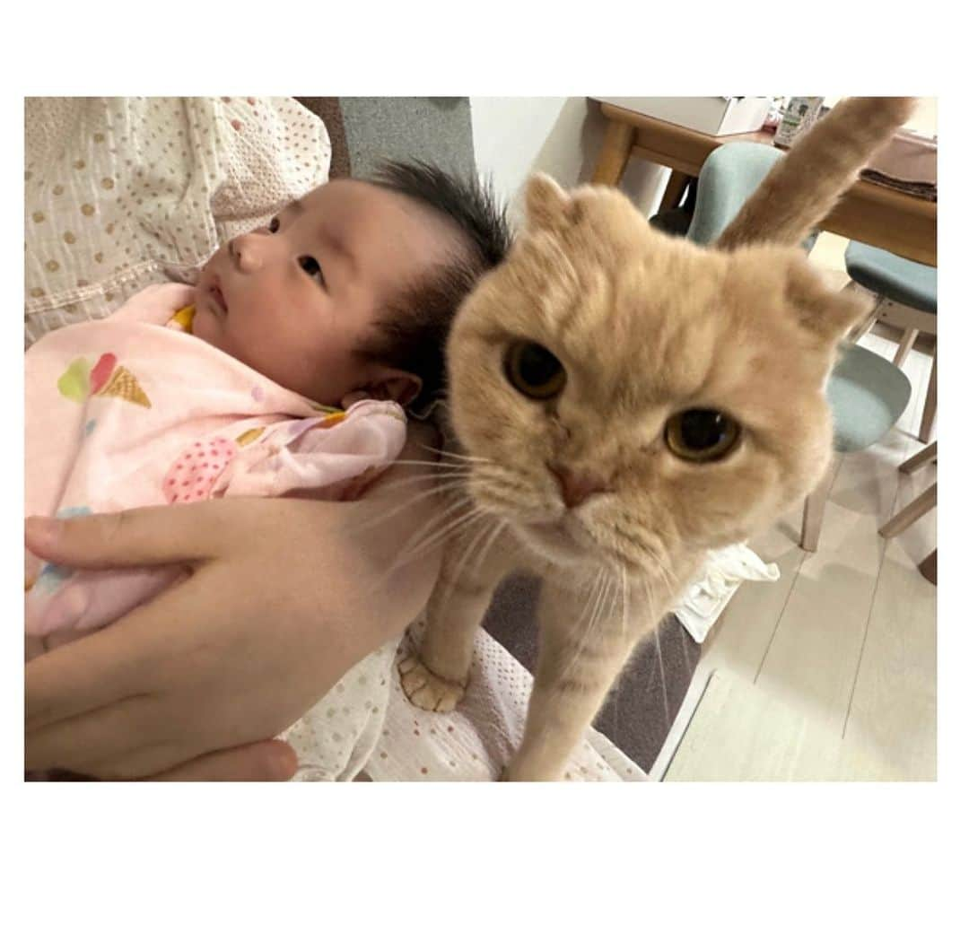 相馬有紀実のインスタグラム：「もへい😽&いっちゃん👶は仲良しになりました🩷  実は初めましての次の日いっちゃんの大泣きでもへいがビックリしてシャーと威嚇したことも⚡️  そんなこともありましたが 最近いっちゃんが泣くと大丈夫かい⁉️ともへいが心配してきてくれます🐈✨  優しいお兄ちゃんもへい😸  #actress #俳優母ちゃん #新人ママ #いっちゃん日記 #1ヶ月ベビー #子育てぐらむ #赤ちゃんと猫 #赤ちゃんと猫のいる暮らし #女の子ママ #女の子ベビー #育児と仕事 #癒し画像 #仲良しこよし #俳優部 #産後ママ」