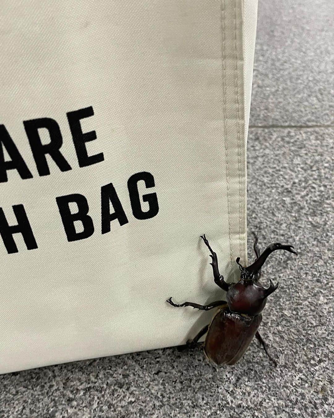 城田純のインスタグラム：「今年もカブトムシ助けました。笑」
