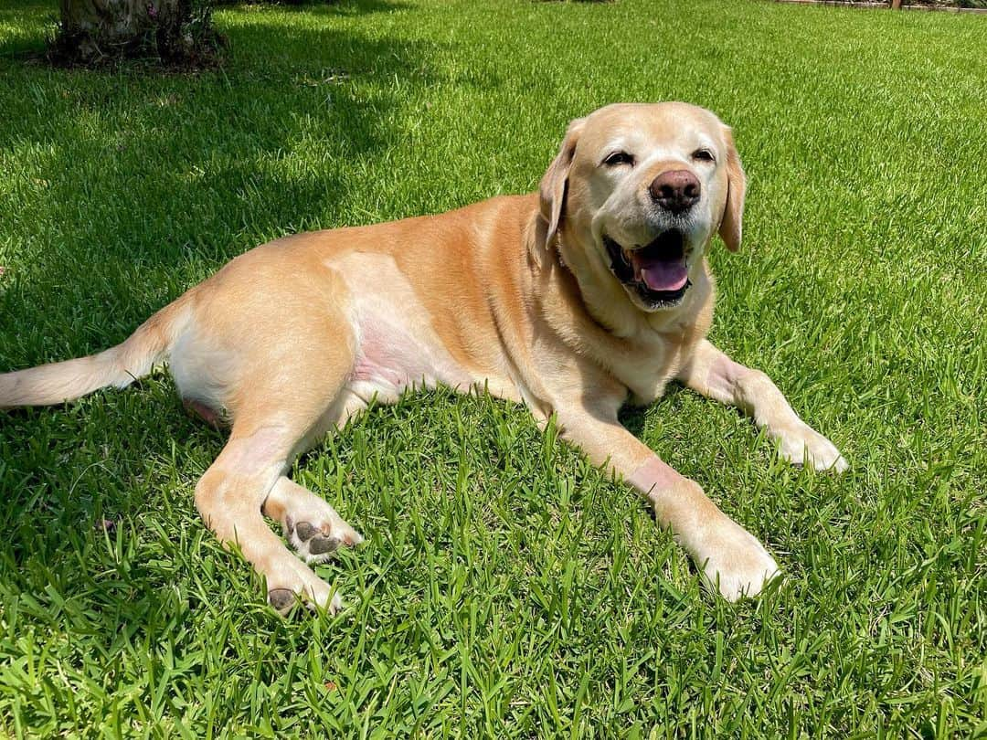 Huckのインスタグラム：「All smiles since it’s Friday junior! 🙌🏼🩵☀️  #talesofalab #yellowlabsquad #thelablove_feature #labsofinstagram #fab_labs_ #labs_of_insta #yellowlab #worldofmylab #dogsofinstagram #englishlabrador #labphotooftheday #labradorlove #labrador_class #yellowlaboftheday #laboftheday #dogoftheday #yellowlabnamedhuck」