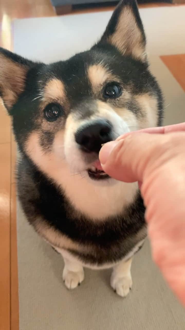 吾子のインスタグラム：「・ ・ 下見たらあこわんが居ました🥹🩷 ・ おやつ🍪🩷ちょうだいの顔🐶🩷 ・ ・ ・ ・ ・ ・ ・ ・ ・ ・ ・ ・ #ちいさいなー🐶💦 #もっとちょうだい🥺 #sapporo  ・ 北海道の柴犬 #柴北会 の皆ワン🐶暑い日は水いっぱい飲もう〜🐶✨ ・ #adorable #instadog#shibainu#dog#柴犬ライフ #instashiba#柴犬マニア #9gag #barked #kuroshiba#socute #cutedog#いぬのきもち #黒柴 #dogstagram_japan」