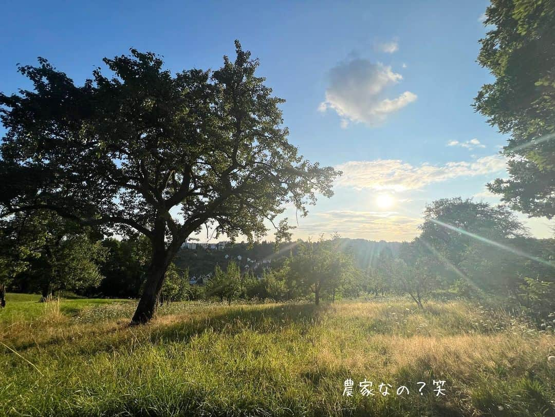 原口るりこさんのインスタグラム写真 - (原口るりこInstagram)「. . 南ドイツの 【丘の上のぽつんと一軒家】 . . 広い庭では、 ・さくらんぼ ・ブラックベリー ・チェリープラム ・プルーン ・りんご（あと少し） ・洋梨（あと少し） ・プラム（あと少し） . . たくさんのフルーツが 次々に収穫の時期を迎えました🌿 . 引っ越したときには、 こんなに果物が採れるとは想像していませんでした。 なんのお世話もしていないのに 次々に立派な果物が成り、 なんだか申し訳なく感じるほどです。 . でも… その分なのか、 出来た後のお仕事は盛りだくさんなのでした。笑 . . #果物が成る庭 #南ドイツの暮らし #ぽつんと一軒家 .」8月3日 23時06分 - ruriko_haraguchi24