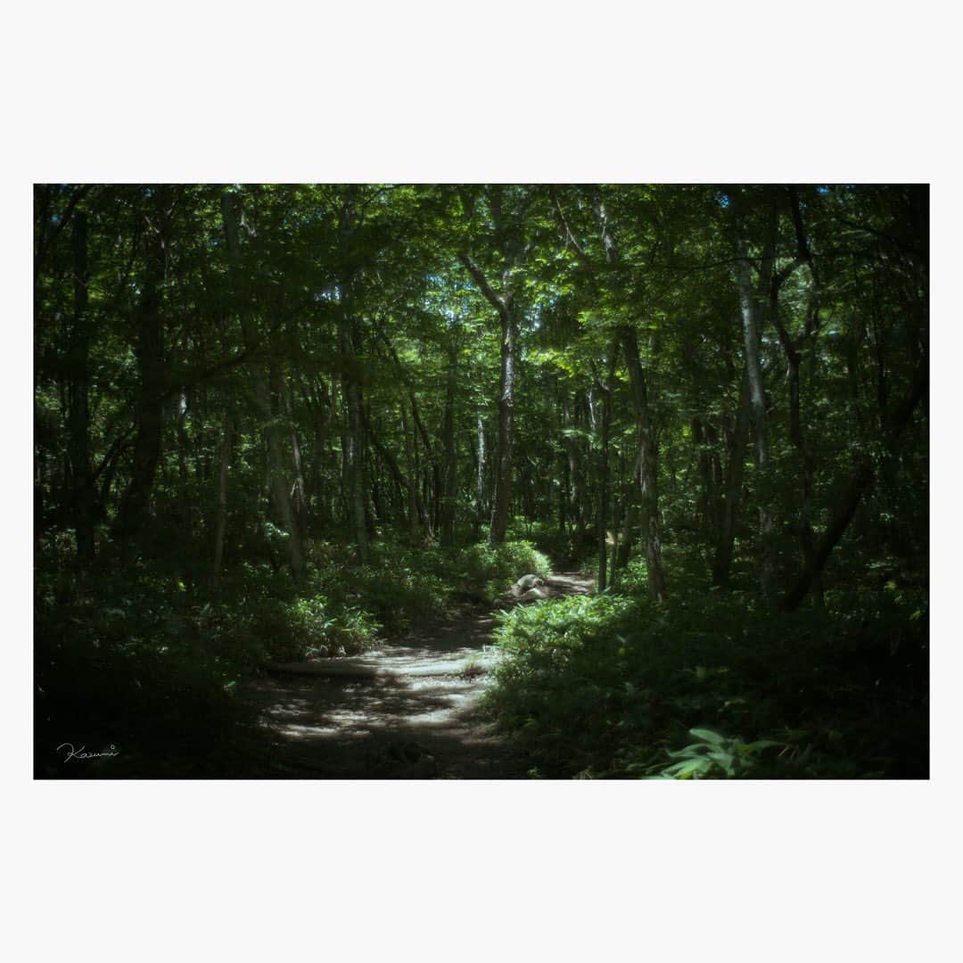 花澄のインスタグラム：「滝への道。  Leica M10-P summilux 35mm f1.4 2nd  #leica#leicam10p#summilux#summilux35#summilux35mm2nd#oldlens#オールドレンズ#tokyo#japan#oldlens_tokyo#花澄#kazumiphotography」