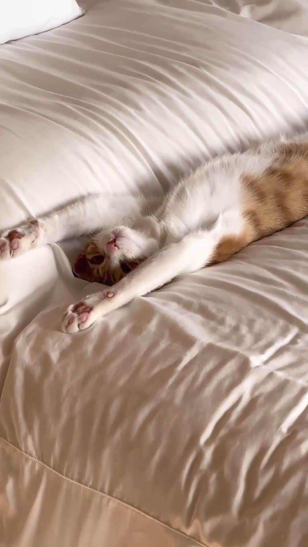 SHEINのインスタグラム：「Thursday Mood: can we skip right to Caturday?? 😹💤 What paw-some weekend plans are you looking forward to? 👇 @choibinuu  #SHEINinspo」