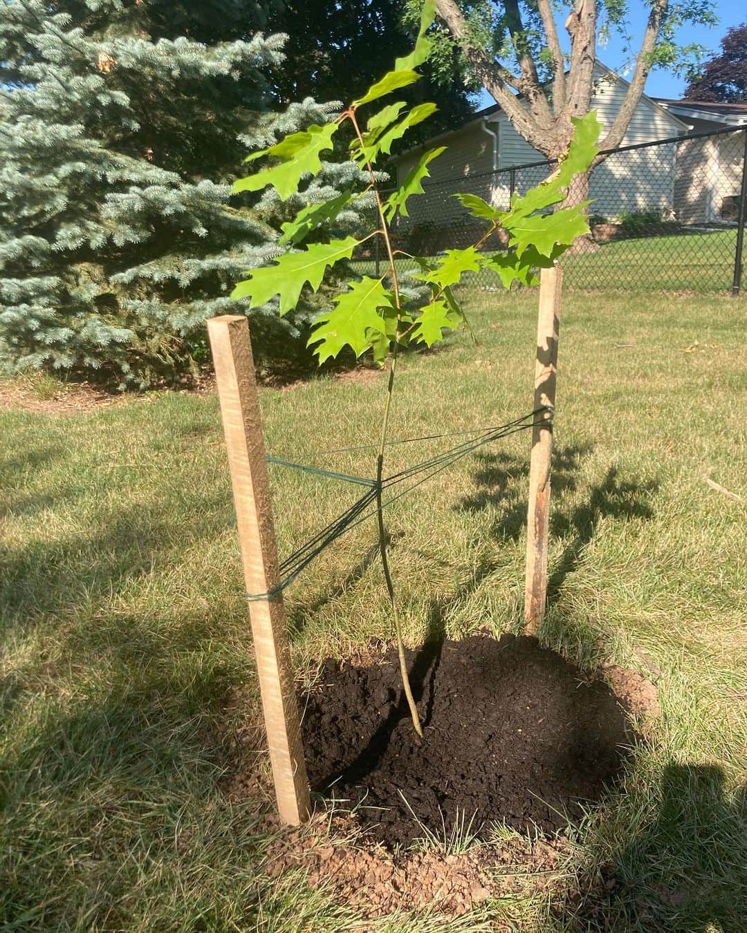 シーマス・デヴァーのインスタグラム：「This Oak sapling was a volunteer in my parents’ flower bed. My dad and I transplanted it carefully to a place with plenty of sun. I have visions of it growing nice and tall.」