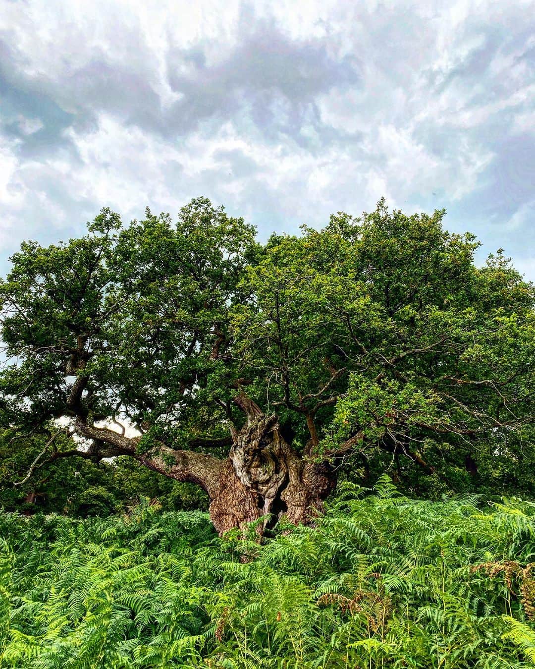 キャロル・ラドジウィルのインスタグラム：「This ancient tree in Richmond Park is 750 years old. The  Royal Oak, as it's called, has a massive trunk with a hollow center and you can easily stand inside. It's seen a lot. 😇#treeoflife #kinghenry8th #nature #hobbithouse」