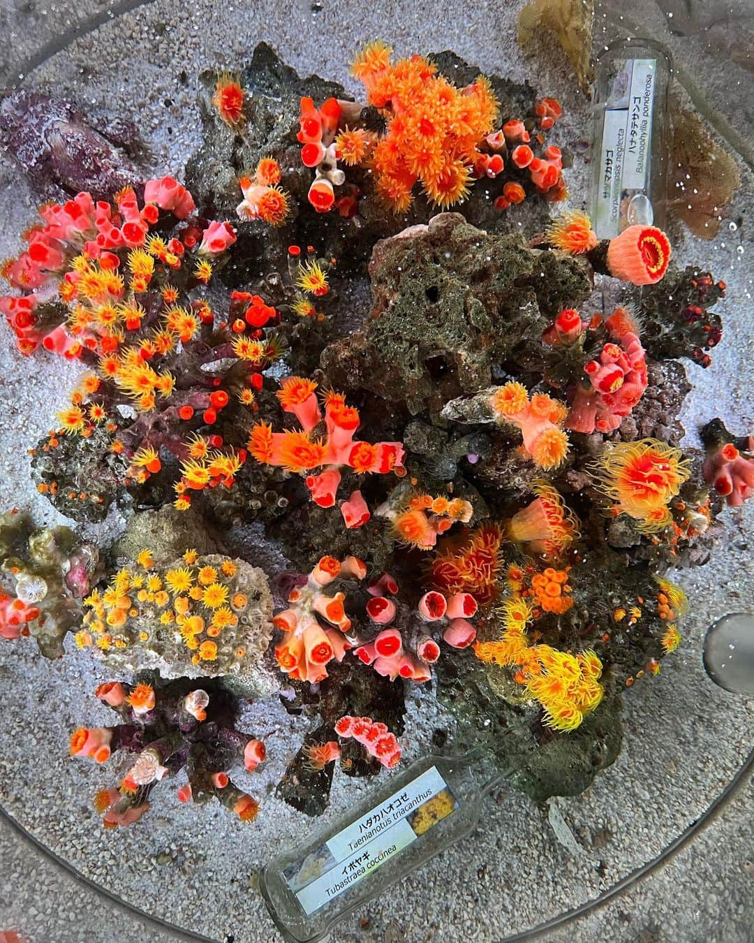 神成藍子さんのインスタグラム写真 - (神成藍子Instagram)「久しぶりに水族館に行ったらかわちいが溢れてた！！！🫧🌊🪸🫧🏖🫧🌊🪸🫧 最後のかわちいは私の愛する弟🙋😽🩷かわちいでしょ😽🩷  #アクアパーク品川 #水族館 #品川デート」8月4日 2時12分 - kanna_nijimura