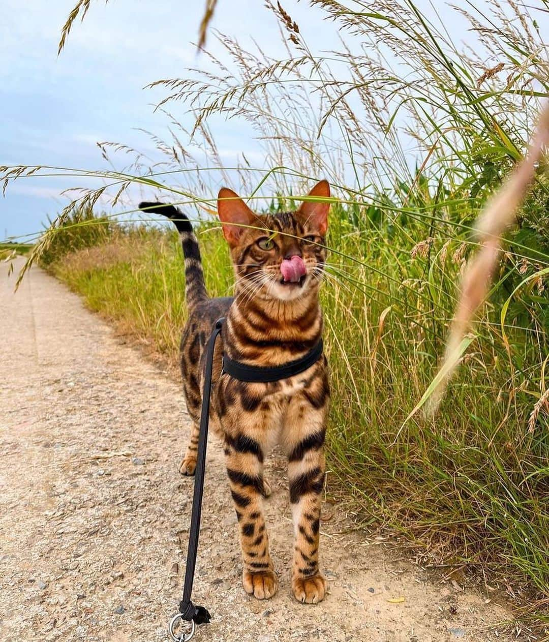 Bolt and Keelさんのインスタグラム写真 - (Bolt and KeelInstagram)「Meet Vinnie! 🐾 This little kitty loves strolling around the world with his pawrents!🐈  @adventrapets ➡️ @vinnieecat  —————————————————— Follow @adventrapets to meet cute, brave and inspiring adventure pets from all over the world! 🌲🐶🐱🌲  • TAG US IN YOUR POSTS to get your little adventurer featured! #adventrapets ——————————————————」8月4日 2時32分 - adventrapets