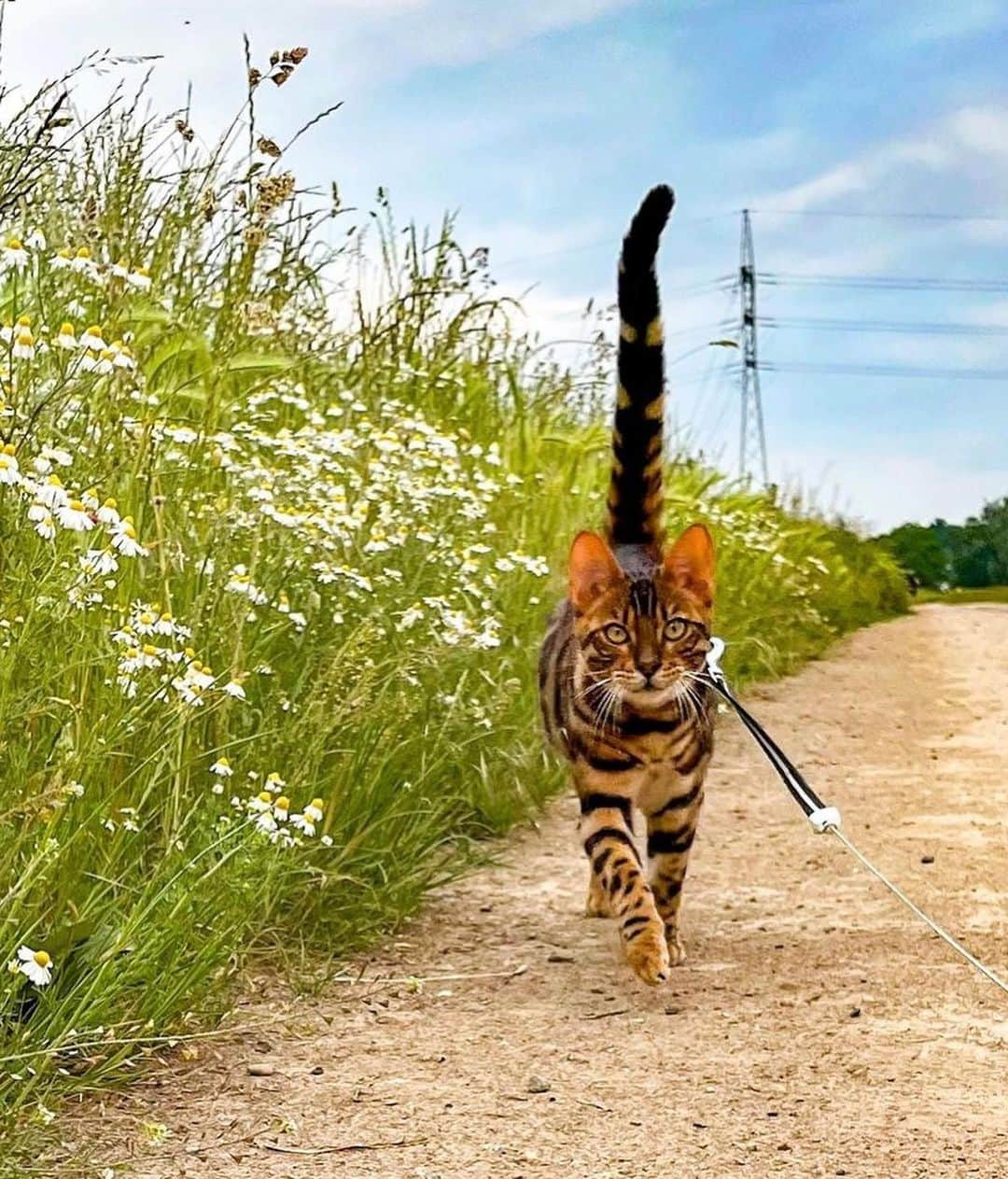 Bolt and Keelさんのインスタグラム写真 - (Bolt and KeelInstagram)「Meet Vinnie! 🐾 This little kitty loves strolling around the world with his pawrents!🐈  @adventrapets ➡️ @vinnieecat  —————————————————— Follow @adventrapets to meet cute, brave and inspiring adventure pets from all over the world! 🌲🐶🐱🌲  • TAG US IN YOUR POSTS to get your little adventurer featured! #adventrapets ——————————————————」8月4日 2時32分 - adventrapets