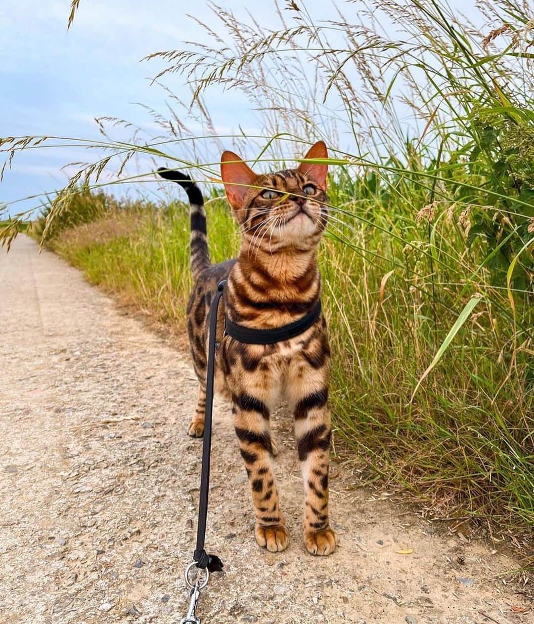 Bolt and Keelのインスタグラム：「Meet Vinnie! 🐾 This little kitty loves strolling around the world with his pawrents!🐈  @adventrapets ➡️ @vinnieecat  —————————————————— Follow @adventrapets to meet cute, brave and inspiring adventure pets from all over the world! 🌲🐶🐱🌲  • TAG US IN YOUR POSTS to get your little adventurer featured! #adventrapets ——————————————————」