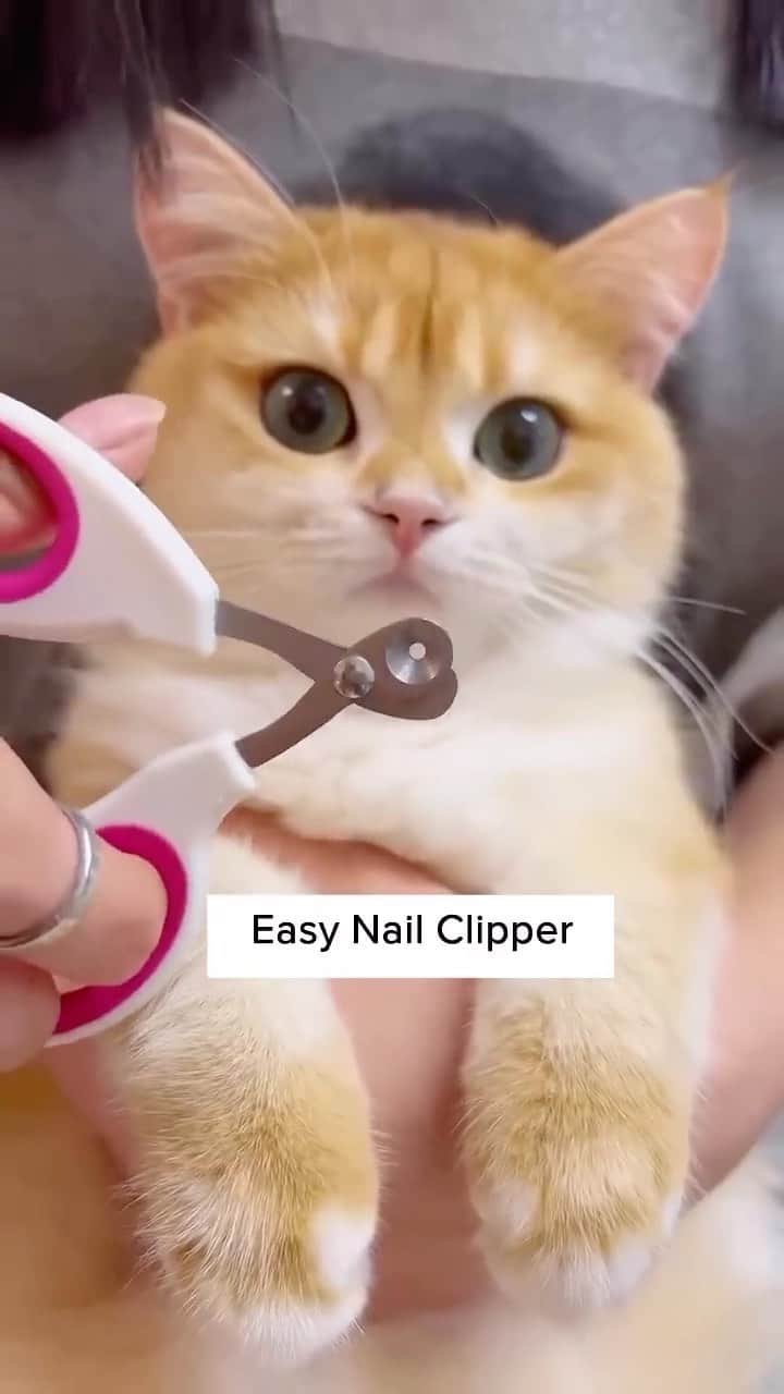 Cute Pets Dogs Catsのインスタグラム：「Trim time 😎 Link in bio! #cats #cat」