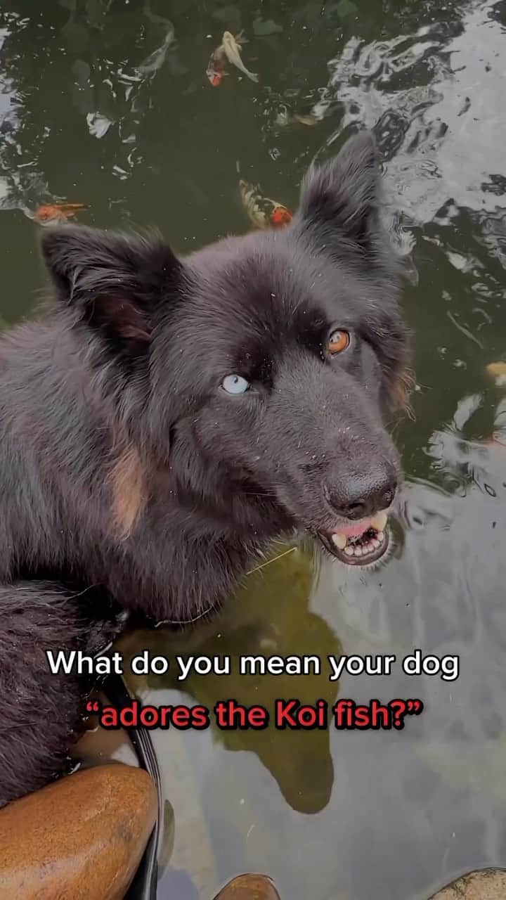 DogsOf Instagramのインスタグラム：「@introducing_hati making friends 🥹🐟  . . . . #koifish #koipond #gsdstagram #unlikelyanimalfriends #unusualfriends #dogsofinstagram」