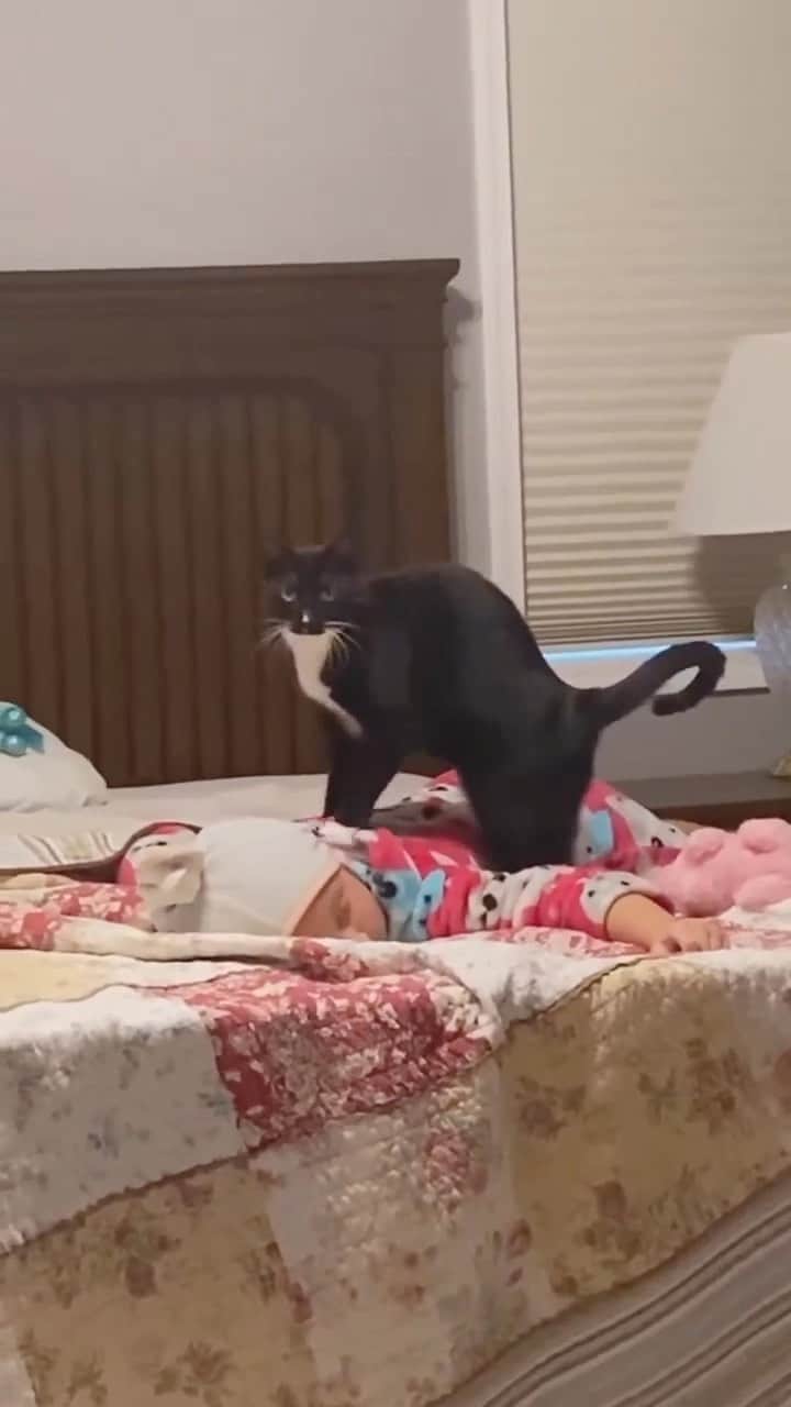 Cute Pets Dogs Catsのインスタグラム：「Cat: “Sorry? Do you have an appointment with me?” 😹🐱🥺🥰💗😽  Credit: awesome woahdude (TikTok) Check them out ☺️  ** For all crediting issues and removals pls 𝐄𝐦𝐚𝐢𝐥 𝐮𝐬 ☺️  𝐍𝐨𝐭𝐞: we don’t own this video/pics, all rights go to their respective owners. If owner is not provided, tagged (meaning we couldn’t find who is the owner), 𝐩𝐥𝐬 𝐄𝐦𝐚𝐢𝐥 𝐮𝐬 with 𝐬𝐮𝐛𝐣𝐞𝐜𝐭 “𝐂𝐫𝐞𝐝𝐢𝐭 𝐈𝐬𝐬𝐮𝐞𝐬” and 𝐨𝐰𝐧𝐞𝐫 𝐰𝐢𝐥𝐥 𝐛𝐞 𝐭𝐚𝐠𝐠𝐞𝐝 𝐬𝐡𝐨𝐫𝐭𝐥𝐲 𝐚𝐟𝐭𝐞𝐫.  We have been building this community for over 6 years, but 𝐞𝐯𝐞𝐫𝐲 𝐫𝐞𝐩𝐨𝐫𝐭 𝐜𝐨𝐮𝐥𝐝 𝐠𝐞𝐭 𝐨𝐮𝐫 𝐩𝐚𝐠𝐞 𝐝𝐞𝐥𝐞𝐭𝐞𝐝, pls email us first. **」