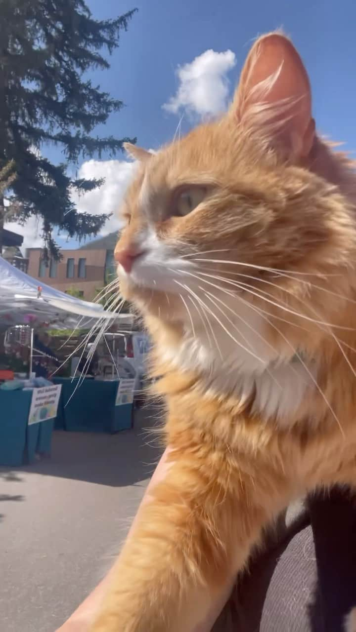 Cats of Instagramのインスタグラム：「From @liebchen.travels: “Caturday Farmer’s Meowket! 😻 Coffee, veggies, goats, dogs, new friends, and more! ☀️” #catsofinstagram」