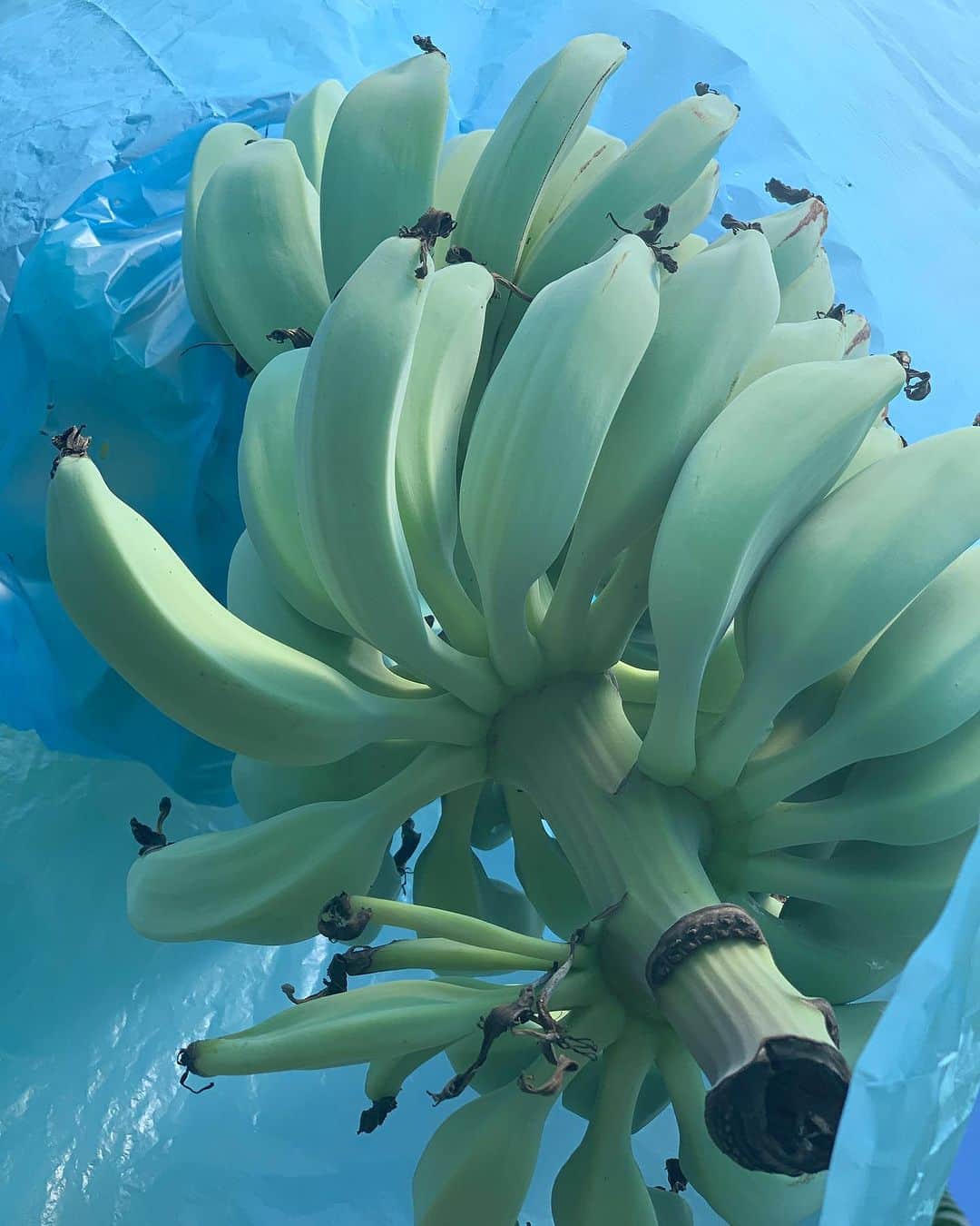 レイヤマダさんのインスタグラム写真 - (レイヤマダInstagram)「沖縄県は南城市玉城。我らがSpeedy farm👩‍🌾 2022年4月に植えた「ブルージャワバナナ」の初めての収穫祭をしました🍌 東南アジアやハワイで食べられているバナナで、皮が青く、アイスクリームのような味が特徴です🍨 今のところ皮は青くなっておらず、味はりんごですw🍎3年くらいすると真のブルージャワバナナらしくなってくるみたい。(信じがたい。。) でもとっても美味しい！たくさんのトラブルに見舞われながらもここまで成長して実をつけてくれたバナナたち。 当日は地元の方々も集まって大好評の「第一回バナナフェス」となりました👨‍👩‍👧‍👦  @speedygallery  @speedyresorts」8月4日 15時50分 - rayyamada_dayo