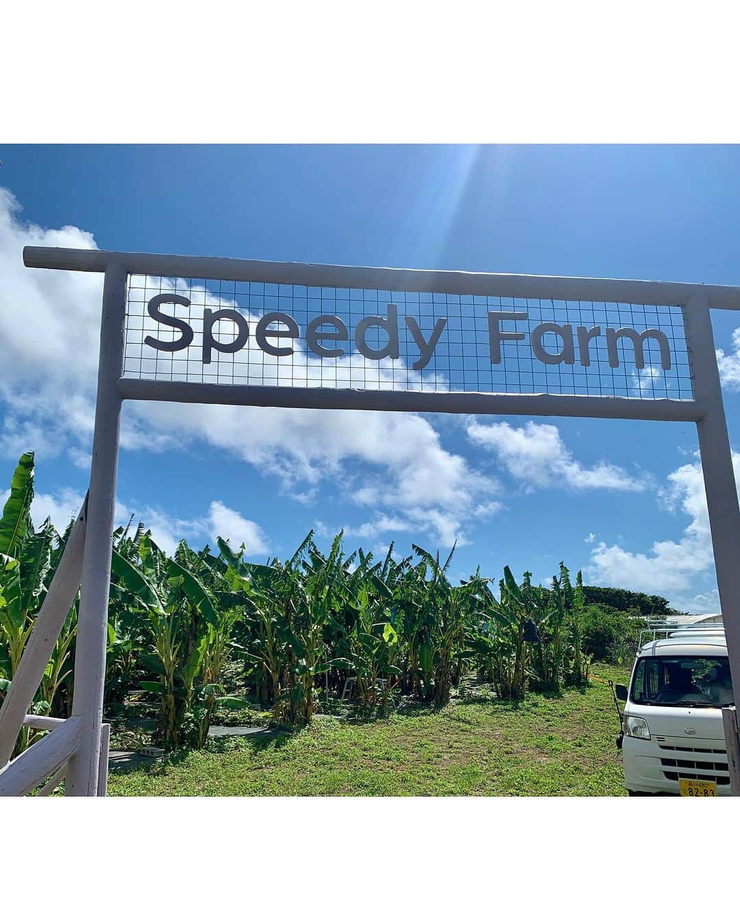 レイヤマダさんのインスタグラム写真 - (レイヤマダInstagram)「沖縄県は南城市玉城。我らがSpeedy farm👩‍🌾 2022年4月に植えた「ブルージャワバナナ」の初めての収穫祭をしました🍌 東南アジアやハワイで食べられているバナナで、皮が青く、アイスクリームのような味が特徴です🍨 今のところ皮は青くなっておらず、味はりんごですw🍎3年くらいすると真のブルージャワバナナらしくなってくるみたい。(信じがたい。。) でもとっても美味しい！たくさんのトラブルに見舞われながらもここまで成長して実をつけてくれたバナナたち。 当日は地元の方々も集まって大好評の「第一回バナナフェス」となりました👨‍👩‍👧‍👦  @speedygallery  @speedyresorts」8月4日 15時50分 - rayyamada_dayo