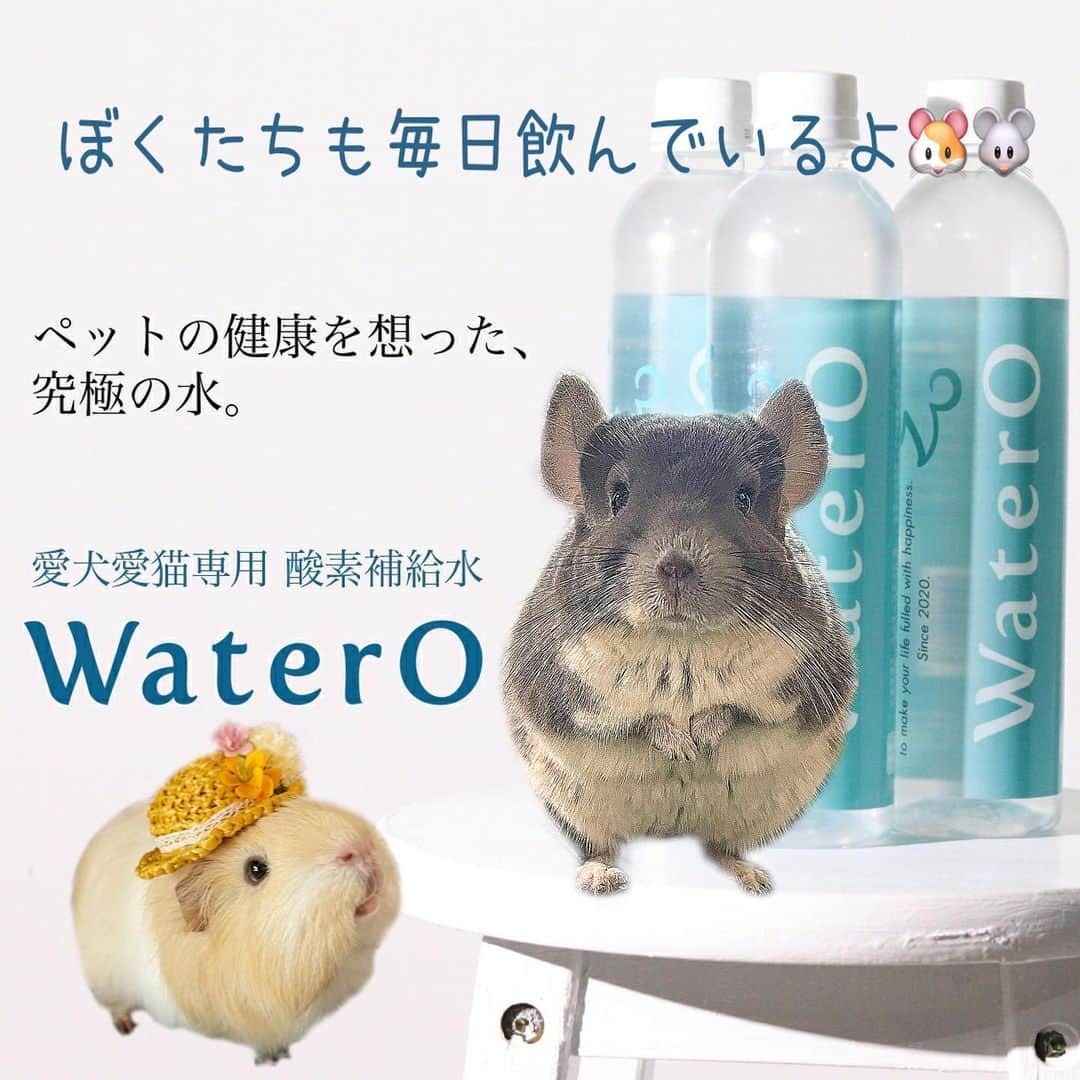 hamster_mocoさんのインスタグラム写真 - (hamster_mocoInstagram)「ぼくたちも毎日ウォテロ飲んでるよ🐹🐭💧✨クセがなくてとっても美味しいお水でちゅよ😋👍 ･ 我が家のパルくんとちむたんも愛飲しているペット専用酸素補給水【Water0】ウォテロが8月よりお値下げして新価格になりました✨👏  定期6本セット 4,858円（8%off）現状維持  定期12本セット 現在9,610円（9%off） →新価格 9,293円（12%off）✨  定期24本セット 現在 19,008円（10%off） → 新価格 17,952円（15%off）✨  定期48本セット 現在 37,170円（12%off） → 新価格 33,792円（20%off）✨  定期購入にしていただきますと「送料無料」になり、配送頻度も1ヶ月に1回、2ヶ月に1回、3ヶ月に1回からお選びいただけます📦  今年の夏はこれまで以上の猛暑が予想されておりますので、水分補給も例年以上に重要になるかと思います🥵💦  腎臓が弱った子でも安心して飲めるミネラルフリーのウォテロなら二度の膀胱結石手術を経験しているちむたんに飲ませるお水としてピッタリですよね👍💧 モルモットも膀胱結石になりやすいと聞いているので、予防の為にも我が家はもうこのお水しか飲ませられないほど信頼して飲ませているお気に入りのお水です😌  〜酸素補給水で期待できる効能〜 ★綺麗な被毛維持をサポート ★身体に十分な酸素を補給できる ★病気の原因となる酸素不足を解消 ★腎臓が弱った子でも安心して飲める ★健康を維持する事でペットの免疫力を保てる… などなど色々な効果が期待できそうです☺️🐭🐹  初回お試しで30%オフで購入できるみたいなの私のように気になっている方はぜひ試してみて下さいね🙌🏼 https://watero.pet/  2023.8.4 ✼••┈┈••✼••┈┈••✼••┈┈••✼••┈┈••✼ #watero#酸素補給水 #モルモットパル#モルモット#イングリッシュモルモット#モルモットのいる生活#モルモットベビー#モルモット好きと繋がりたい#guineapig#豚鼠#기니피그#天竺鼠」8月4日 16時14分 - asahi.fl