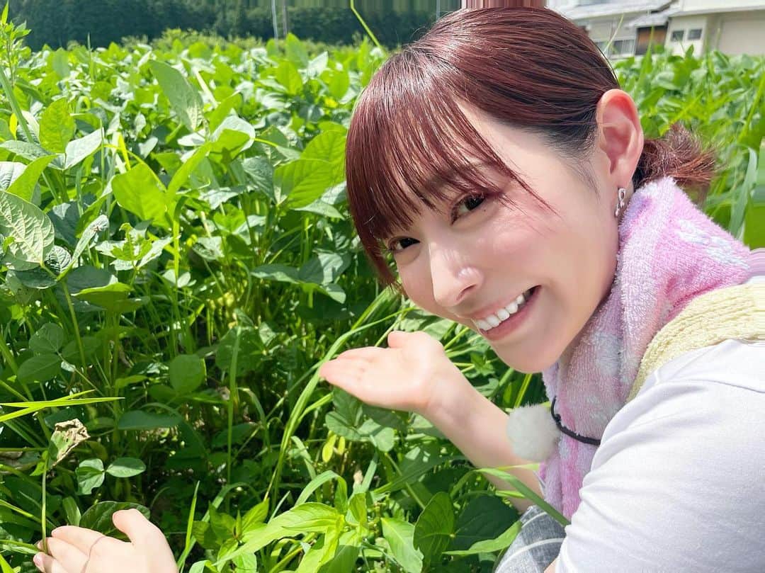 田中良子のインスタグラム：「#チームベイコム の #ロケ で #丹波篠山 にいってきました！  今の時期に採れる、 #デカンショ豆 ってご存知ですか❓  すーっごく甘くてコクがあり、 あー。 食べ出したら止まんない〜！ってくらい、美味しい #夏限定 の #枝豆 #🫛 です❤️  #武庫川女子大学 の学生さんが企画した、 デカンショ豆の #収穫体験を 学生の皆さんと農家の皆さんも共に体験してきました❗️  お土産にいただいたデカンショ豆は 1日で食べ尽くしました😭❤️  チームベイコム、 是非見てくださいね〜🫶 本日から10日までご覧になれますよ🫛  #japan #兵庫県 #野菜大好き #農業体験」