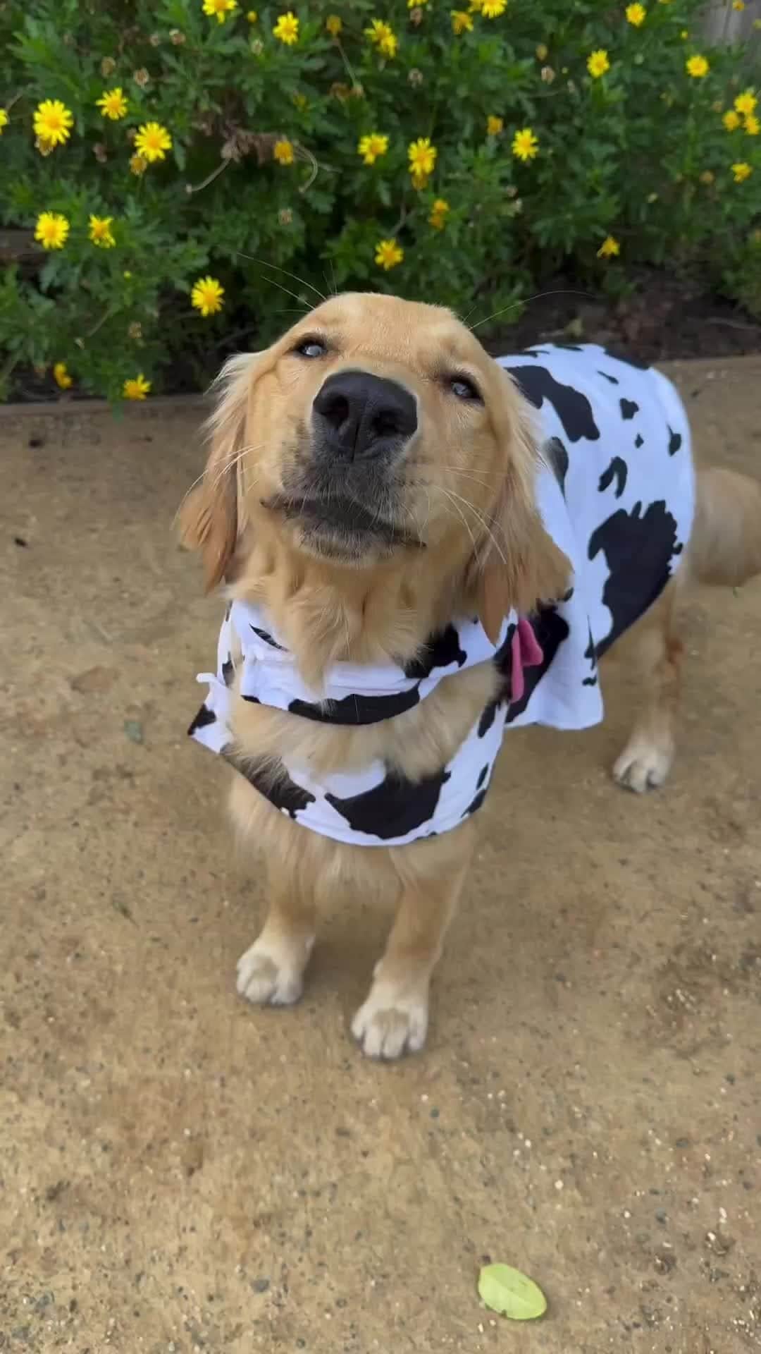 BarkBoxのインスタグラム：「sound ON for the sweetest moos 💕🐄 📸: @goodasgoldens」