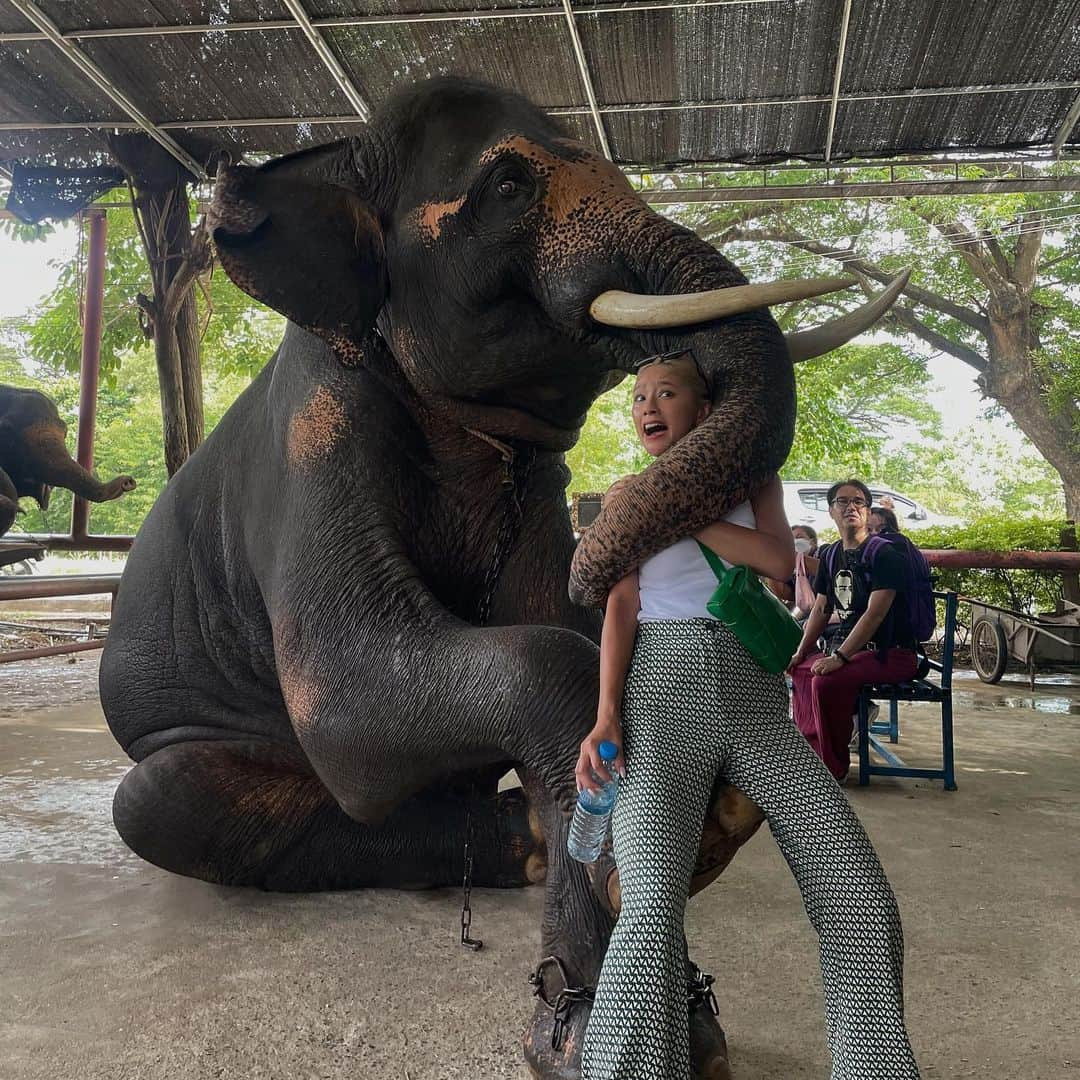 椿彩加のインスタグラム：「おっぱぉ〜ん🐘🇹🇭 タイ名物ぞうさんに乗ってきたゾウ 写真撮れるよって言われて撮ったんだけど お鼻巻かれるの聞いてないゾゥ？ 白い服ゾウ汁まみれになった😇 いい思い出〜📷  #喜怒哀楽 #表情の移り変わりどうぞご覧くださぁ〜い #笑いすぎて #顎関節症 #治るかと思った #タイ #ゾウさん #この子かわいい #ちゃんとこっち見てる #途中白目になってんで #ダンボ #thailand #🇹🇭」